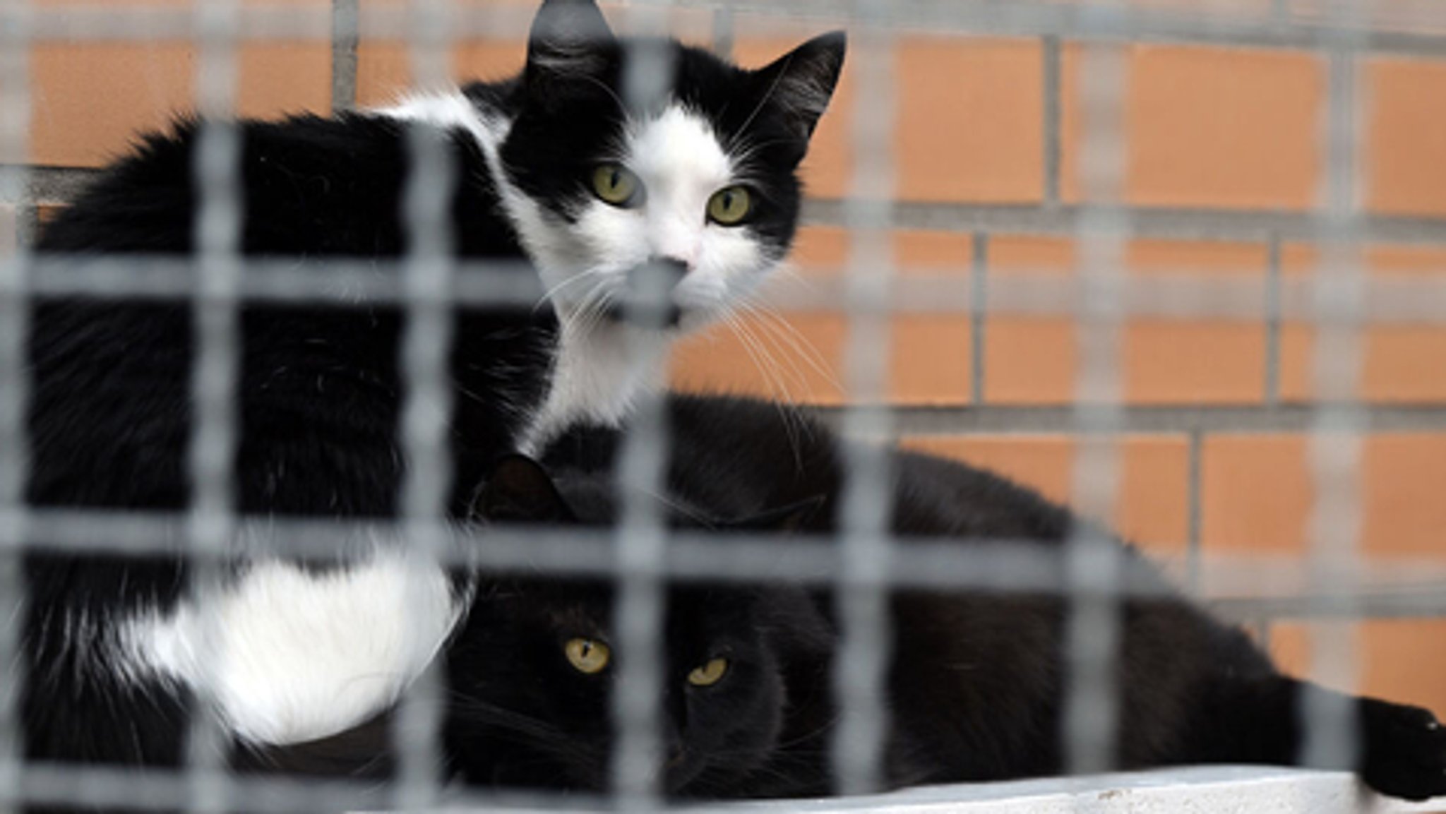 Zwei Katzen, eine schwarz-weiß, die andere ganz schwarz, sitzen in einem Gehege eines Tierheims.