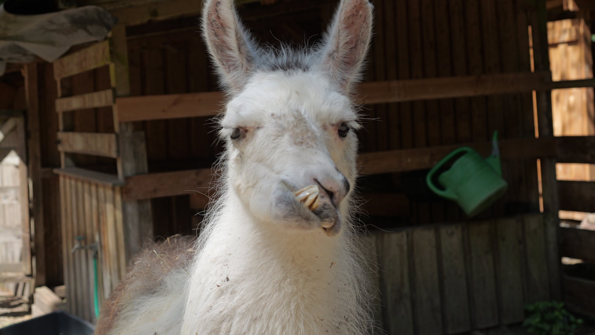 Ein Herz für alle – Zoo für Tiere mit Handicap in Abensberg