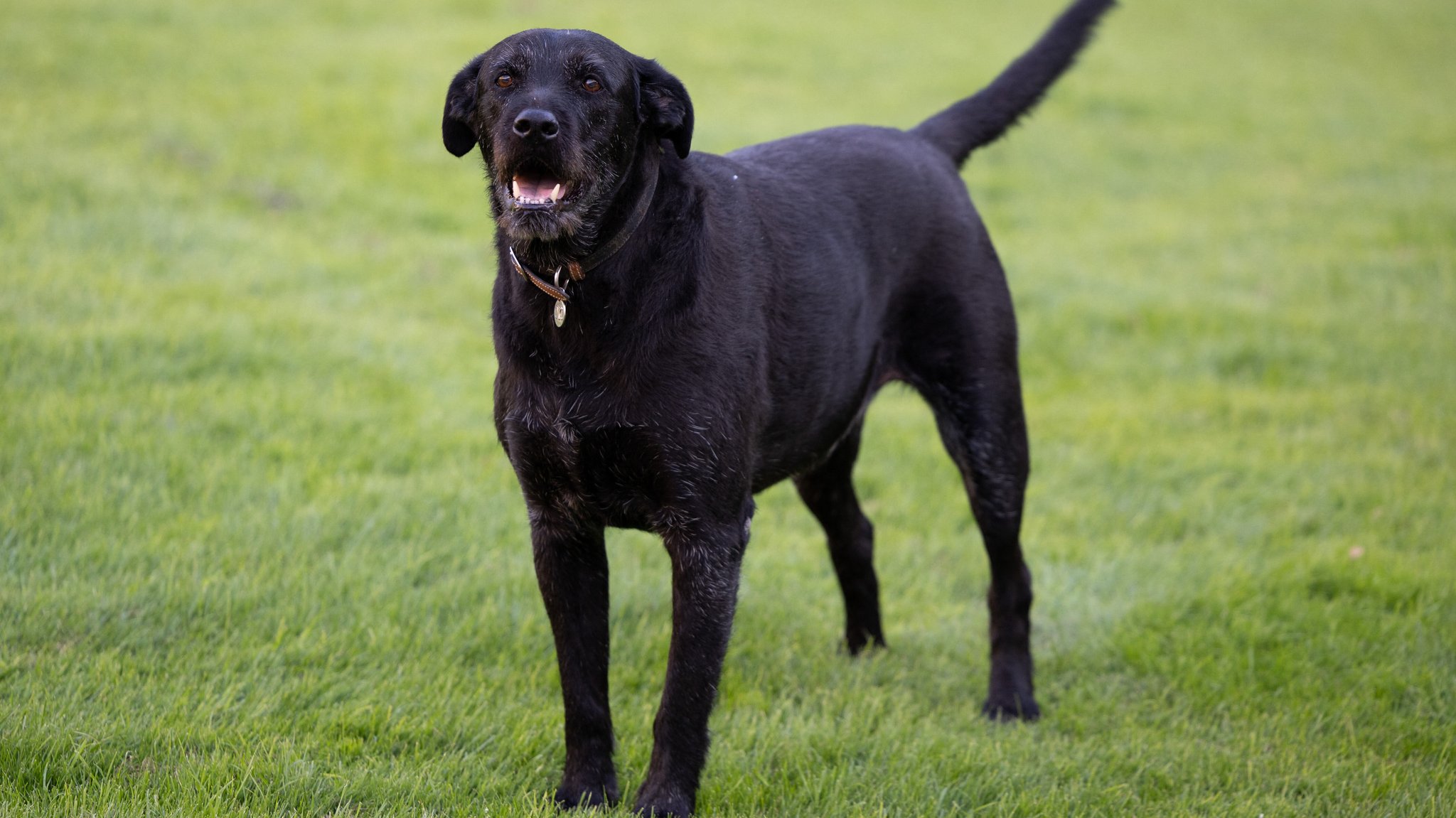 Schwarzer Labrador steht auf einer Wiese (Symbolbild)