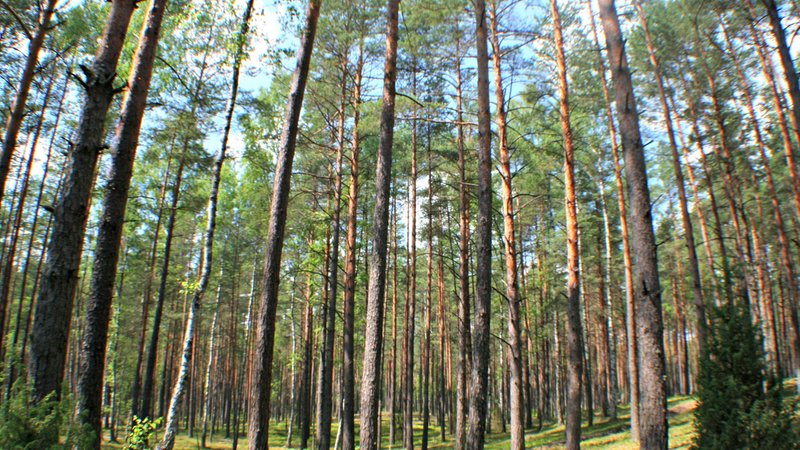 Kiefernwald in Litauen | Bild: Antonio Jordán Kiefernwald in Litauen