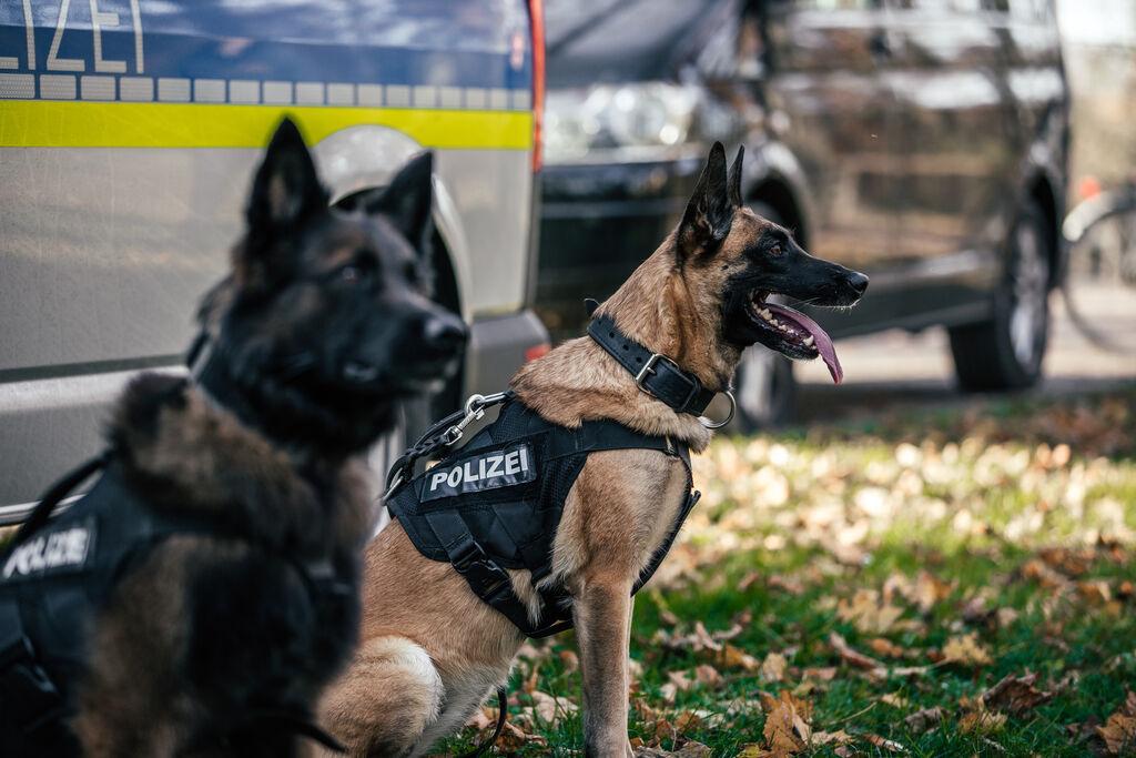 Polizeihunde der Münchner Polizei-Hundestaffel sitzen vor einem Einsatzwagen.
