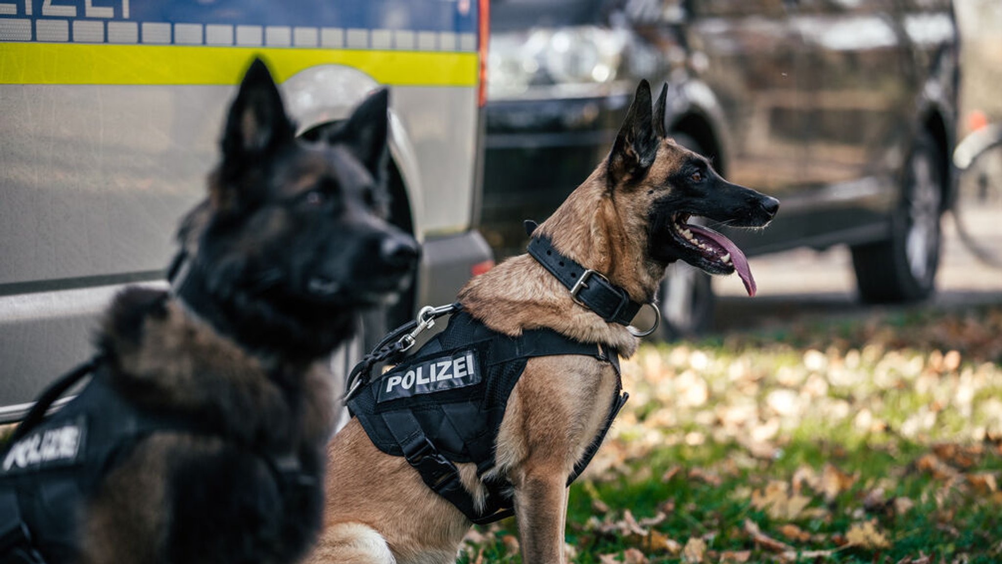 Polizeihunde der Münchner Polizei-Hundestaffel sitzen vor einem Einsatzwagen.