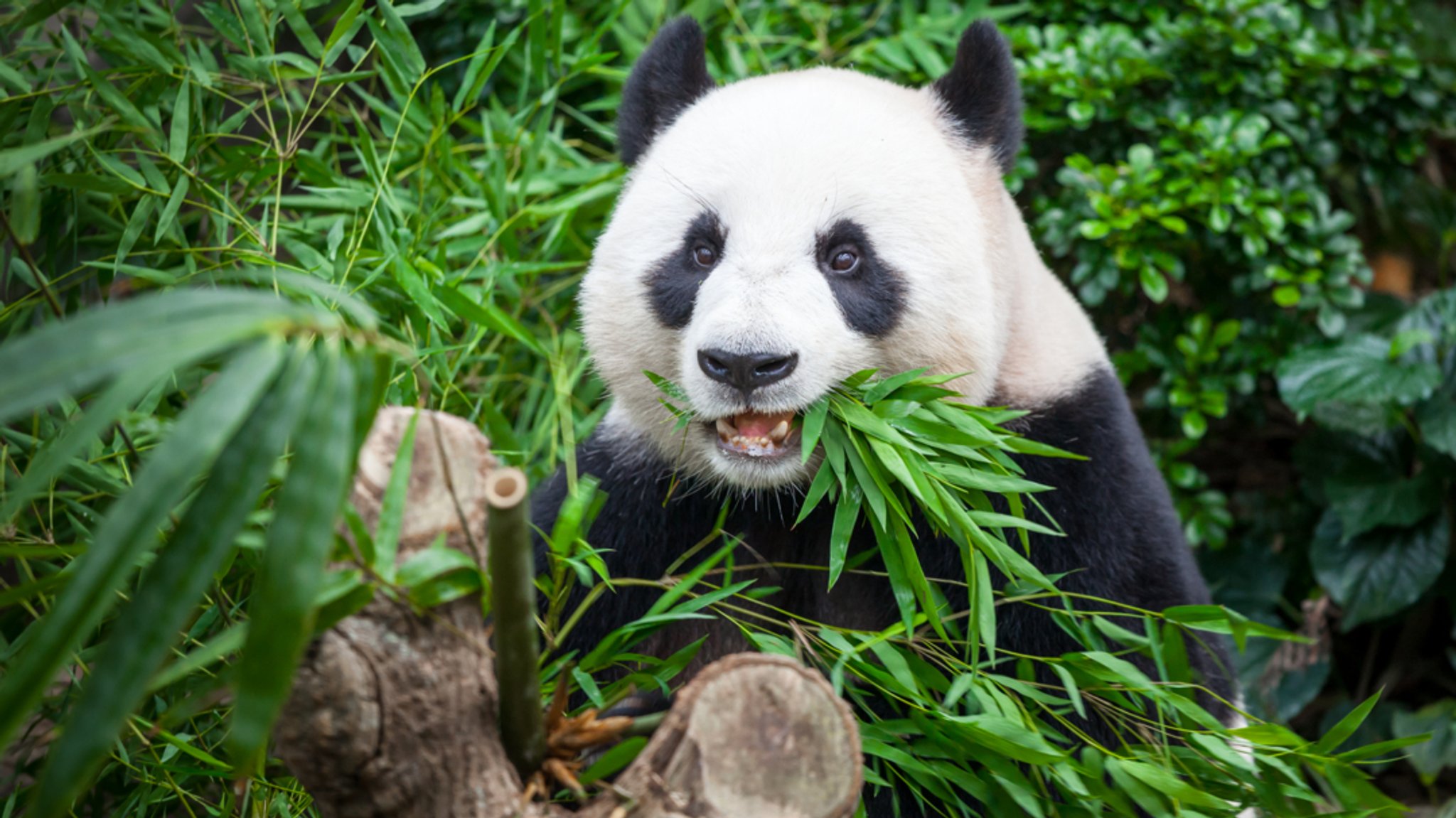 Pandabär Bambusblätter essend | Bild: colourbox.com/Volodymyr Goinyk Pandabär Bambusblätter essend