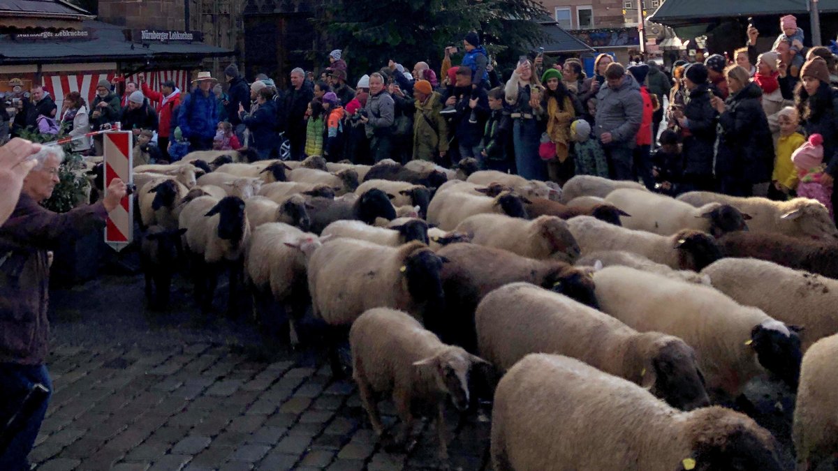 Schafe vor der Lorenzkirche am Nürnberger Hauptmarkt