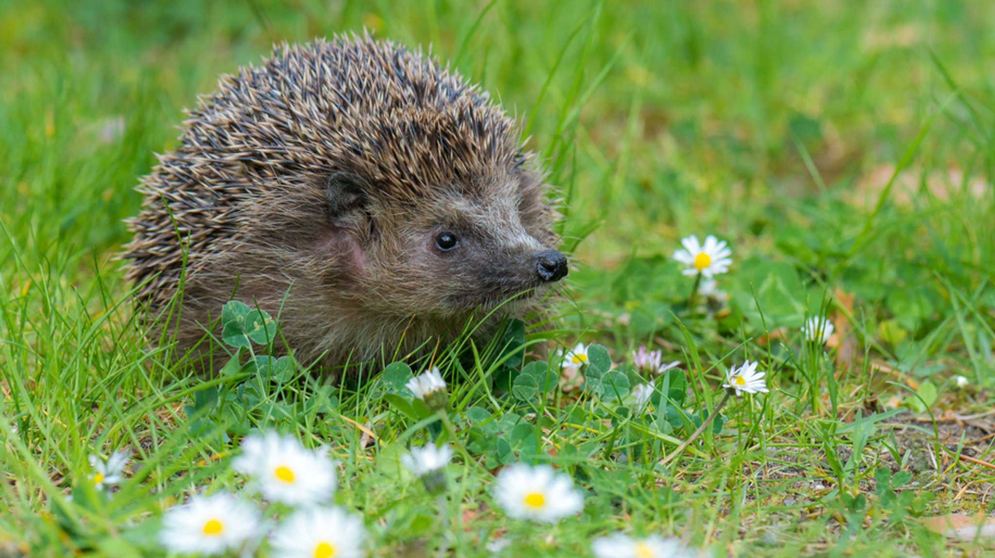 Igel auf einer Wiese
