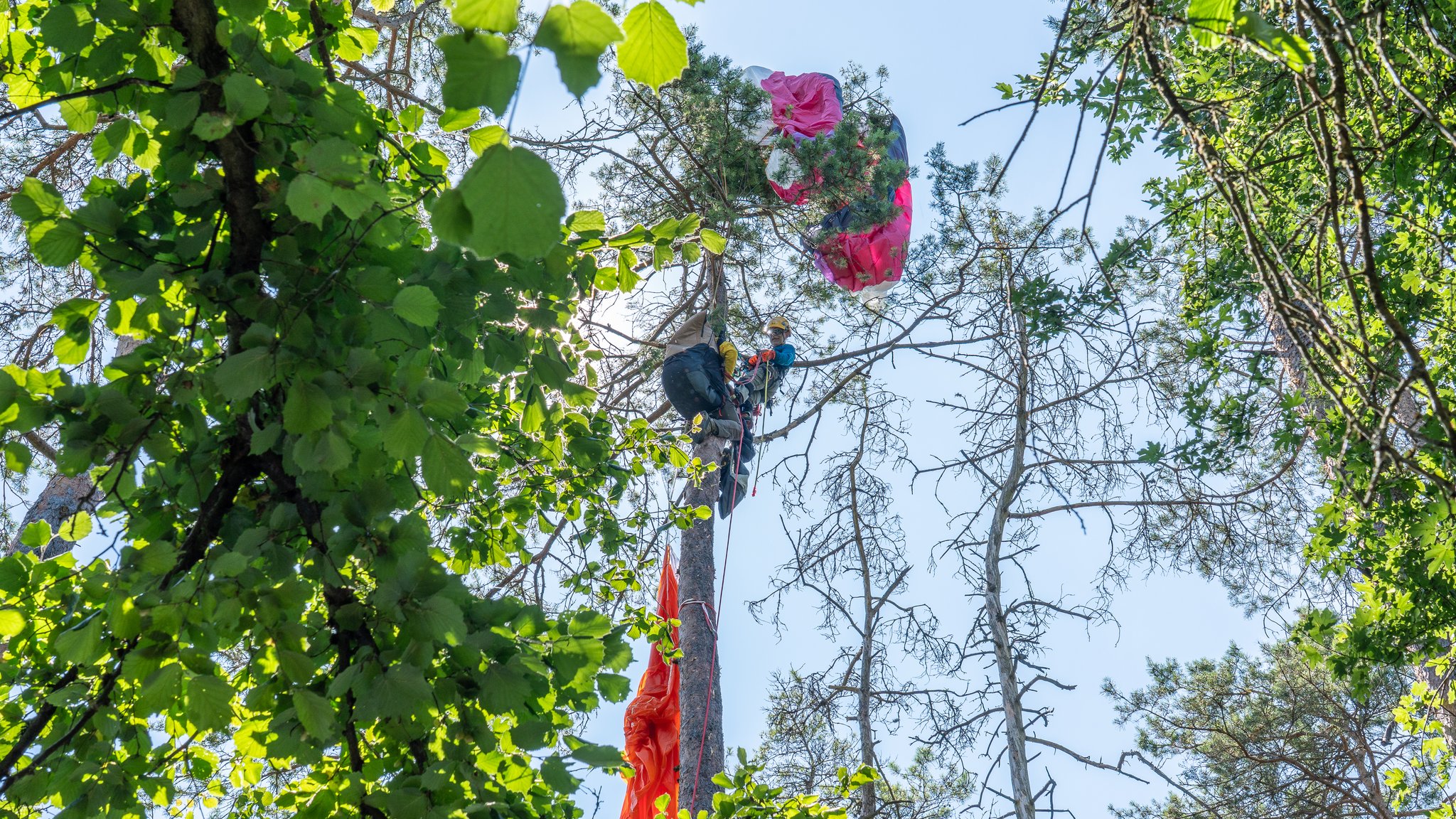 Ein Baumkletterer der Bergwacht rettet einen Gleitschirmflieger, der in einem Baum hängengeblieben war. | Bild: NEWS5 / Ferdinand Merzbach Ein Baumkletterer der Bergwacht rettet einen Gleitschirmflieger, der in einem Baum hängengeblieben war.