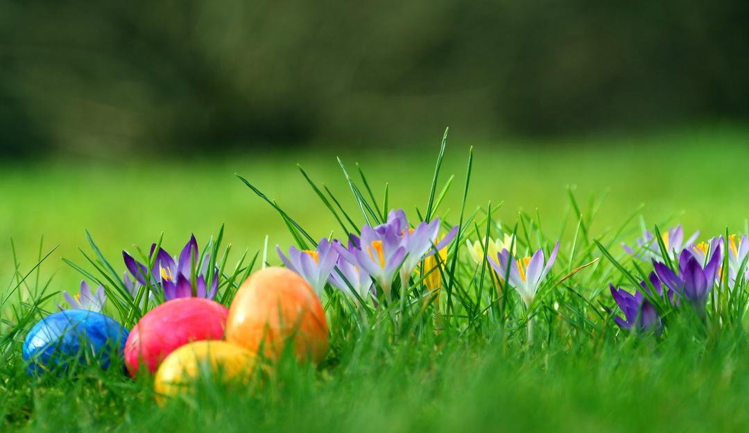 Bunt bemalte Ostereier liegen zwischen blühenden Krokussen auf einer grünen Wiese.