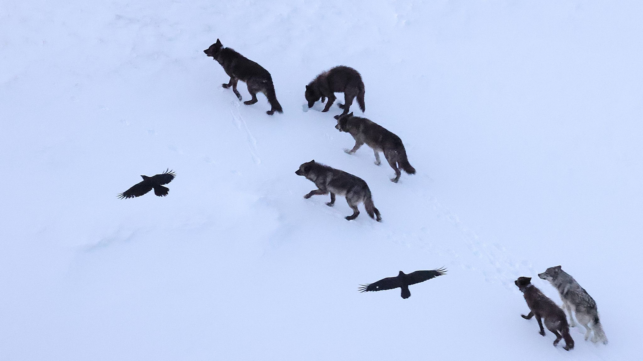 Zwei Raben fliegen über einem Wolfsrudel, das durch den verschneiten Nationalpark streift. Die neue Studie zeigt: Raben haben offenbar gelernt, wo Wölfe bevorzugt jagen - und fliegen direkt dorthin.