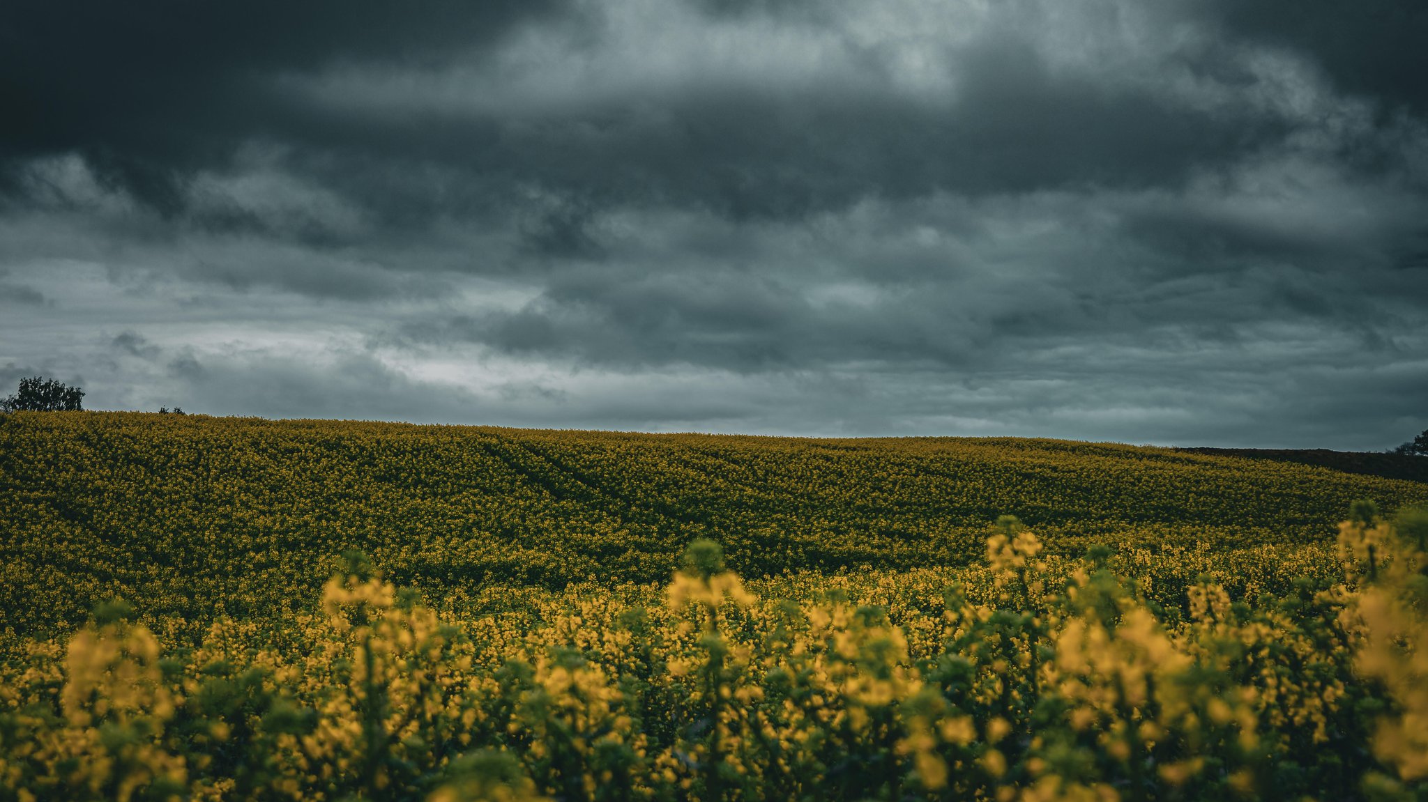Dunkle Gewitterwolken über einem blühenden Rapsfeld (Archiv- und Symbolbild) | Bild: picture alliance / CHROMORANGE|Linda Brotkorb Dunkle Gewitterwolken über einem blühenden Rapsfeld (Archiv- und Symbolbild)