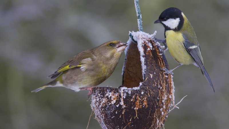 Ein Grünfink und eine Kohlmeise an einer Futterstation im Winter. | Bild: picture alliance / Mary Evans Picture Library | Sven-Erik Arndt Ein Grünfink und eine Kohlmeise an einer Futterstation im Winter.