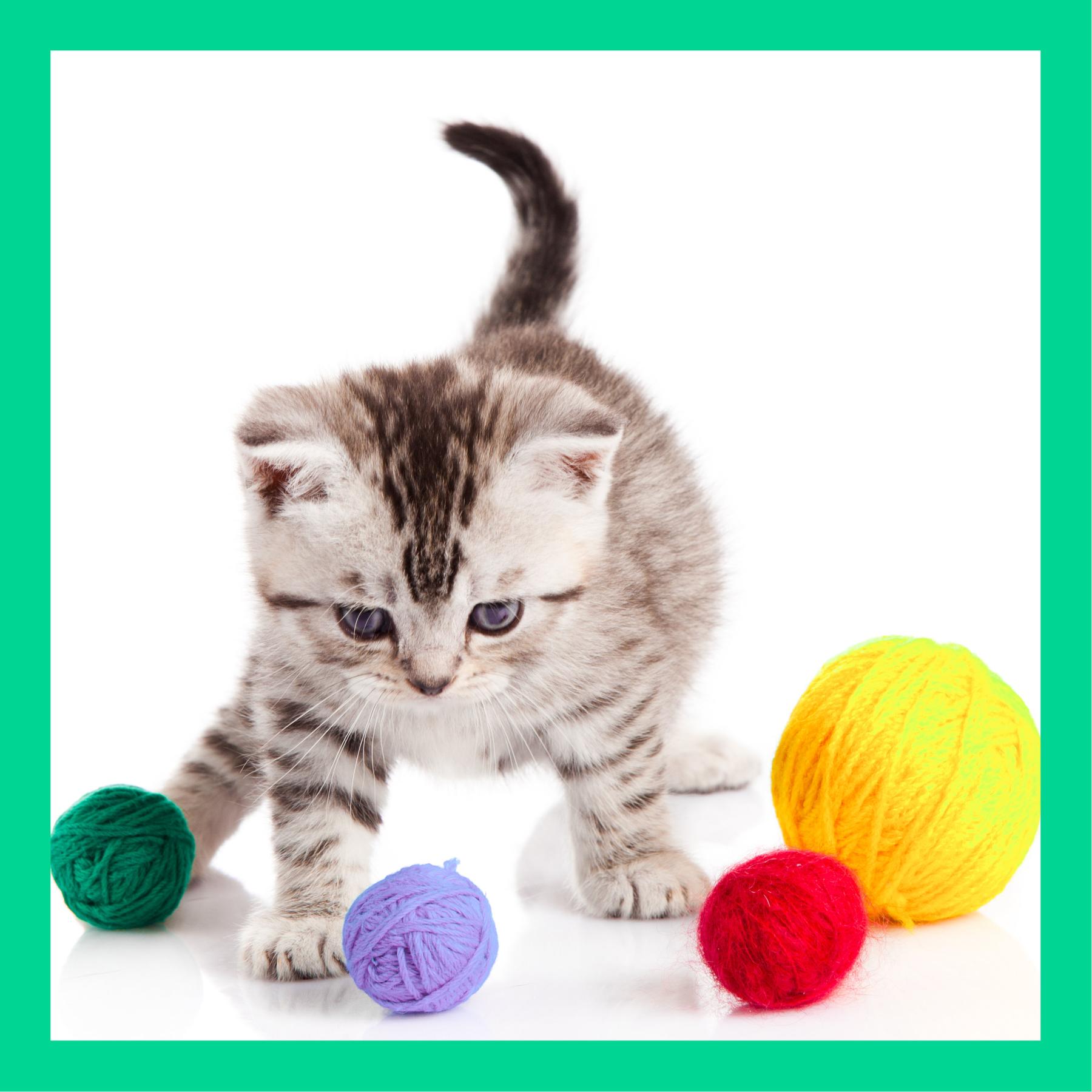 Haben Tiere auch eine Lieblingsfarbe?