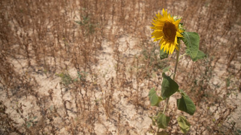 Spanien, Ariany: Eine Sonnenblume auf einem Feld in der Nähe des Dorfes Ariany auf Mallorca. | Bild: dpa-Bildfunk/Clara Margais Spanien, Ariany: Eine Sonnenblume auf einem Feld in der Nähe des Dorfes Ariany auf Mallorca.
