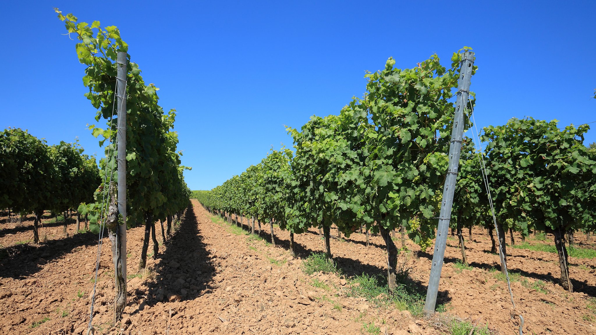 Weinberg bei Kitzingen in Unterfranken. 