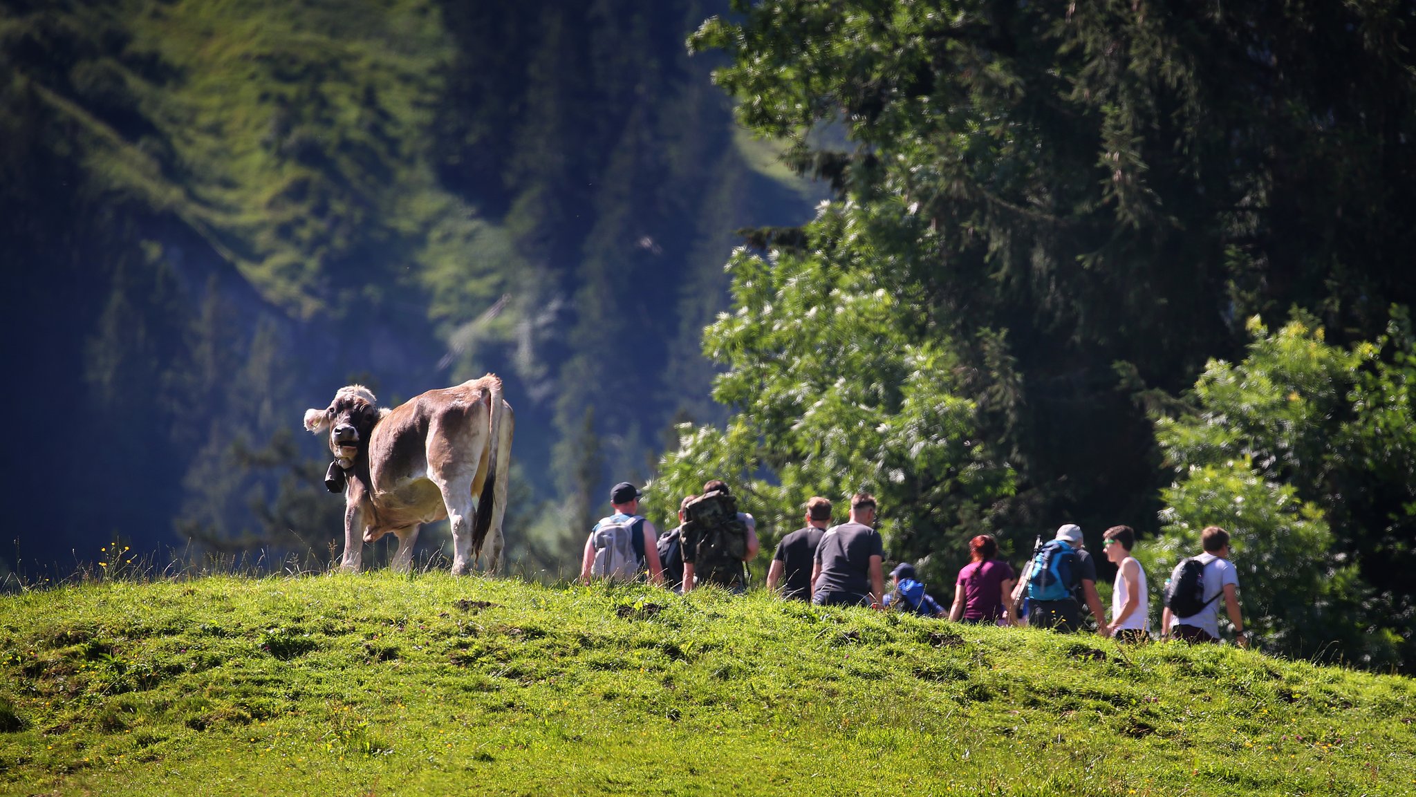 Ausflügler wandern am Grünten hinter einer weidenden Kuh im Sonnenschein