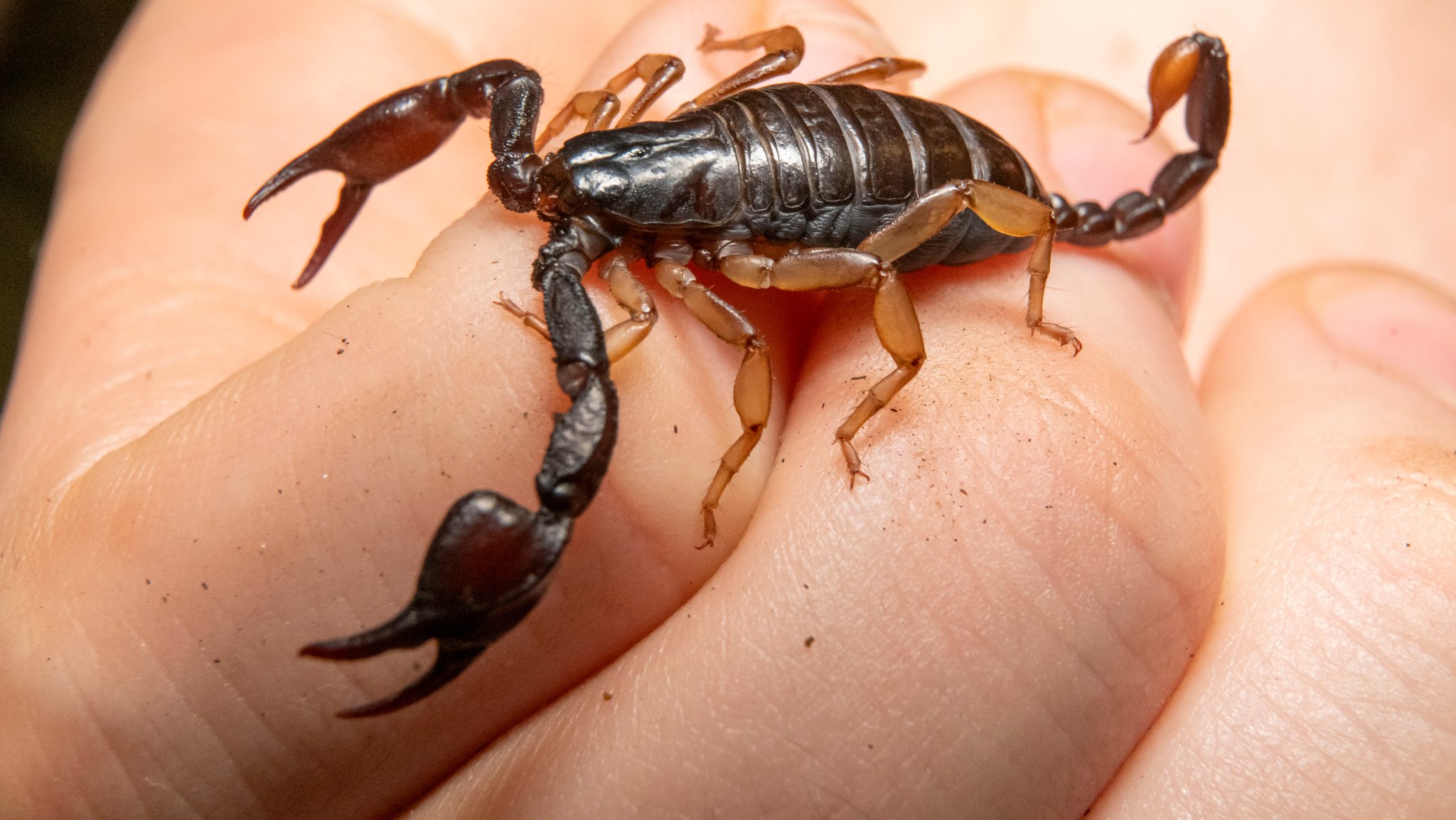 Ein europäischer Skorpion auf einer Hand