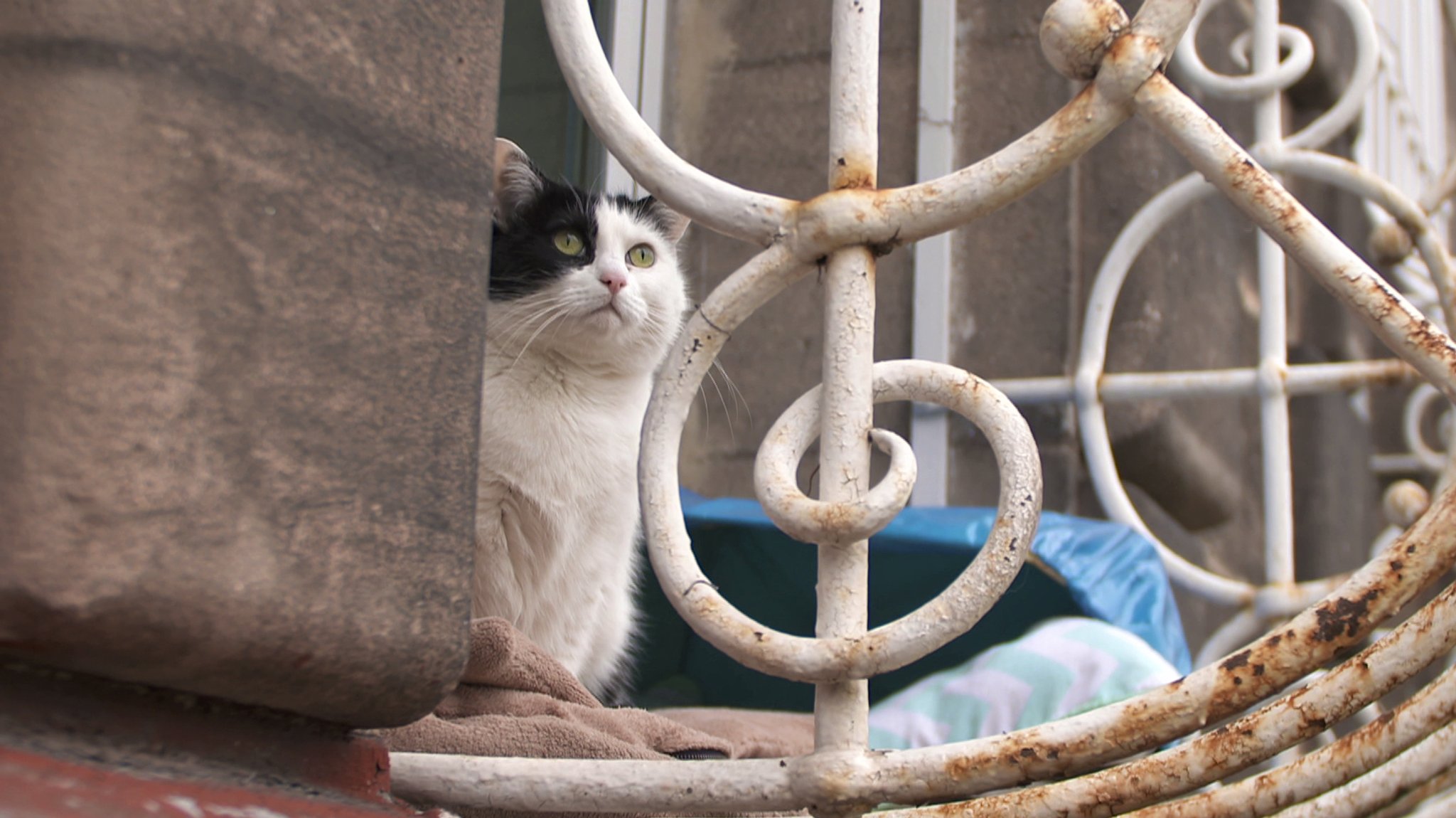 Harlekin, Nürnberger Gefängnis-Katze