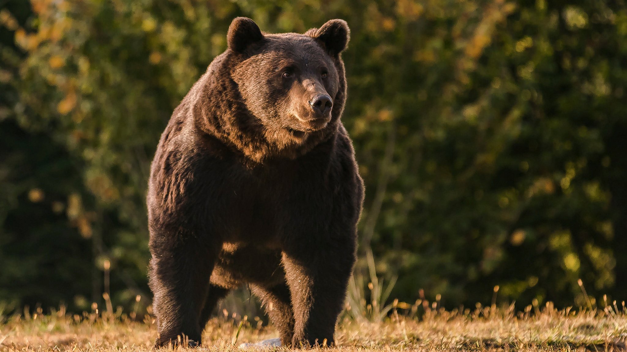 Ein Braunbär