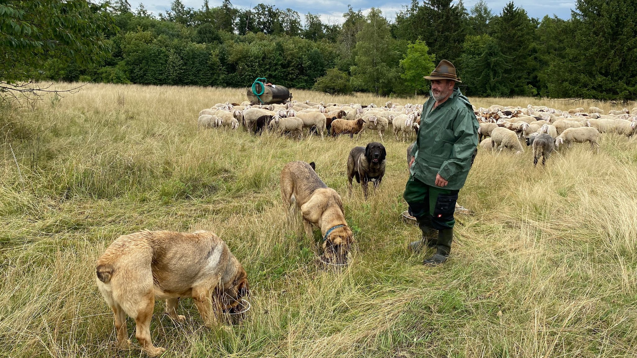 Schäfer auf Weide mit Hunden. 