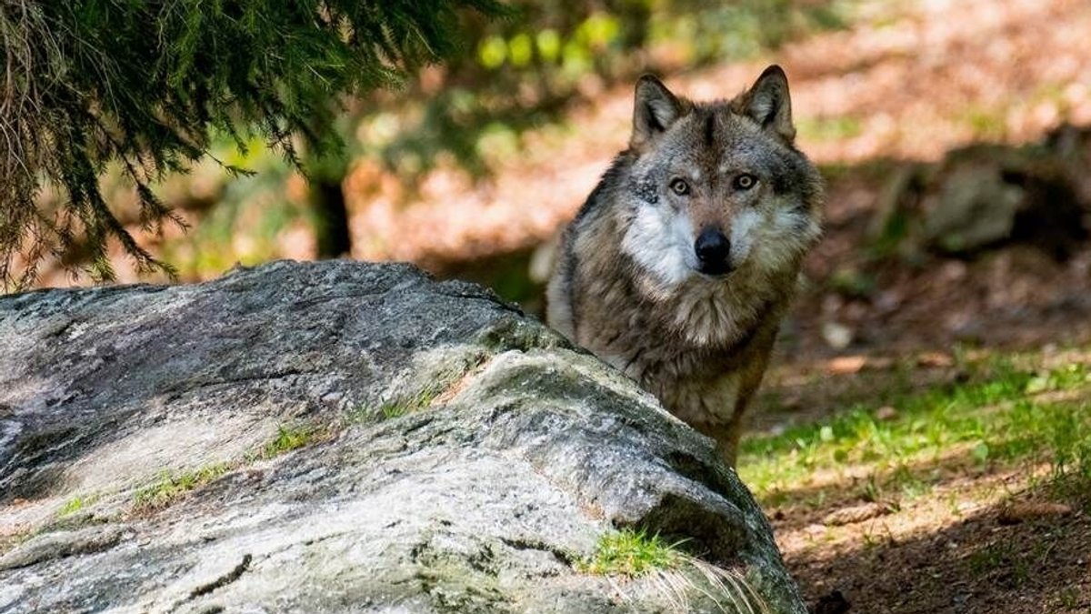 Wölfe können mit Inkrafttreten der neuen Wolfsverordnung leichter geschossen werden.
