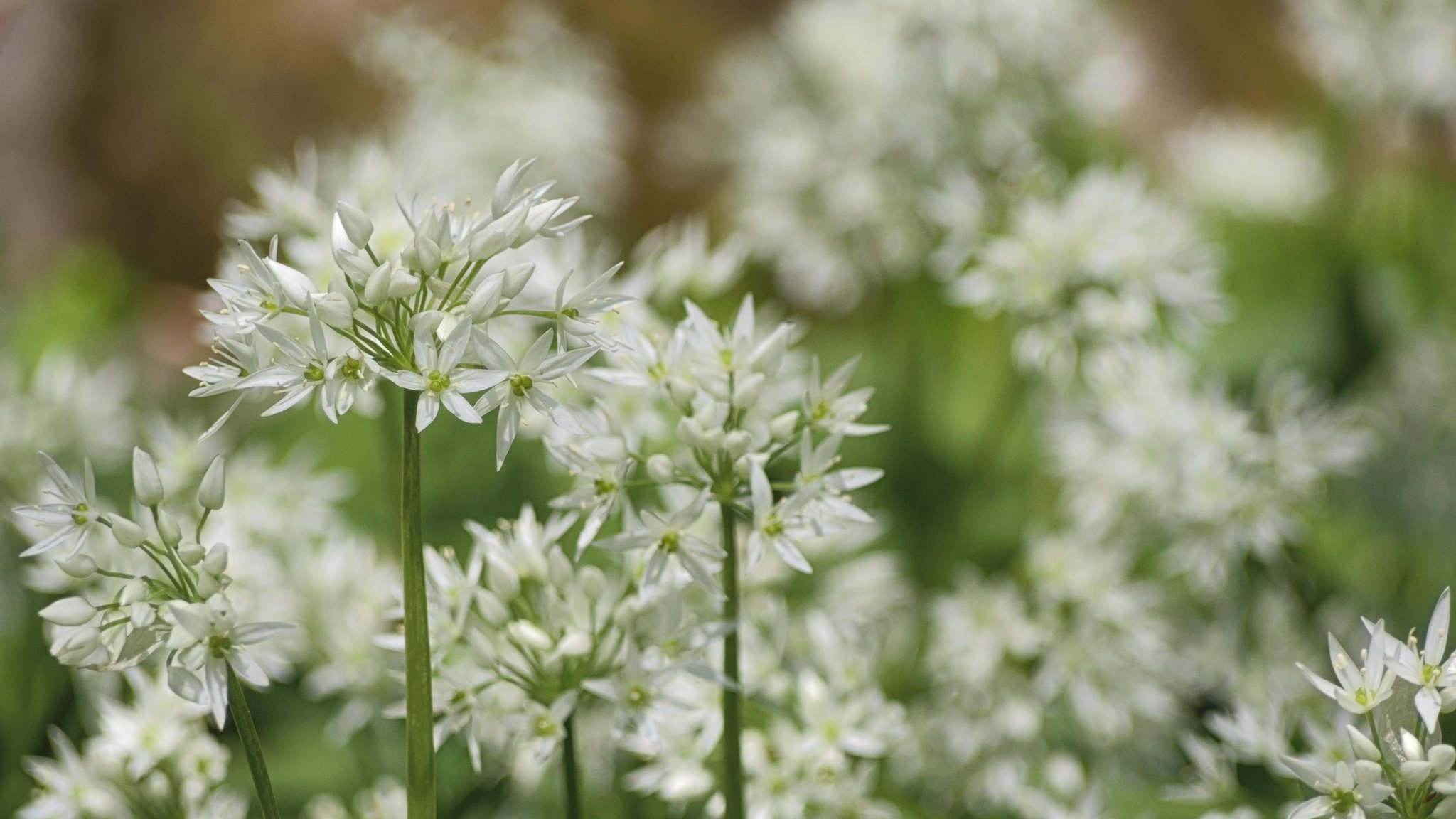 Bärlauch mit offenen Blüten