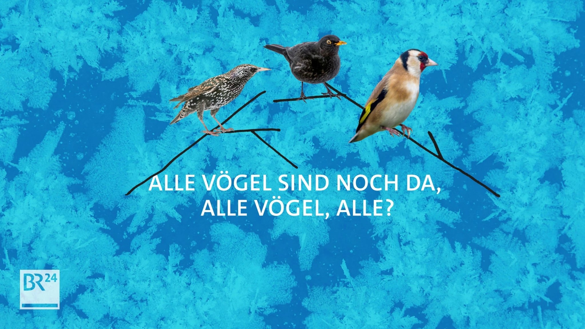 Zugvögel im Klimawandel