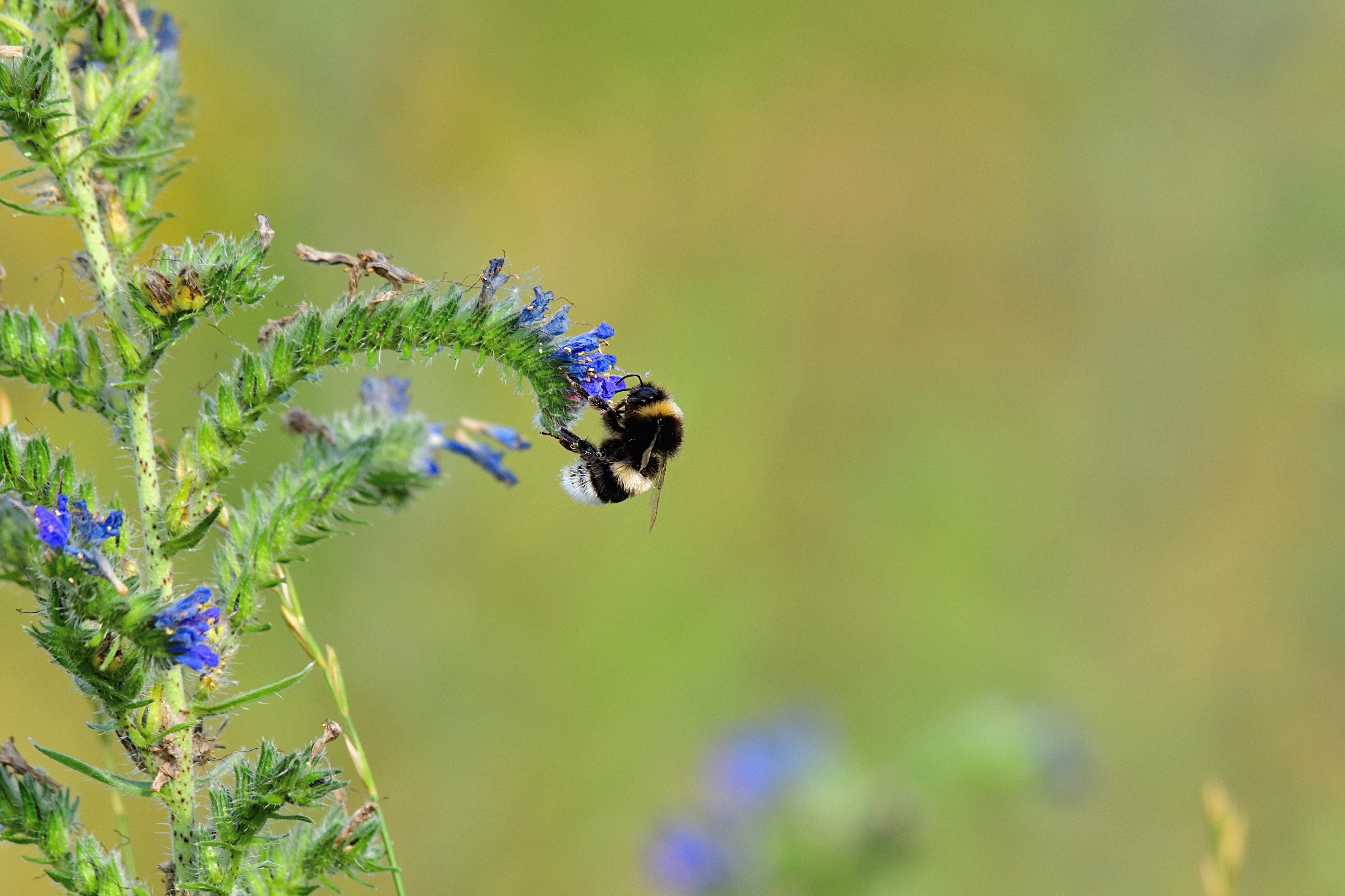 (Symbolbild) Die Tonerdhummeln sind in warmen Gefilden heimisch. Nun wurde die Hummelart erstmals in Bayern gesichtet. 