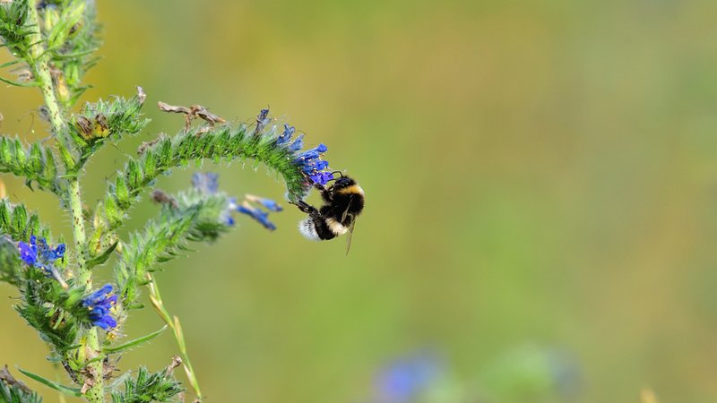 (Symbolbild) Die Tonerdhummeln sind in warmen Gefilden heimisch. Nun wurde die Hummelart erstmals in Bayern gesichtet. | Bild: picture alliance / Daniel Kubirski | Daniel Kubirski (Symbolbild) Die Tonerdhummeln sind in warmen Gefilden heimisch. Nun wurde die Hummelart erstmals in Bayern gesichtet.