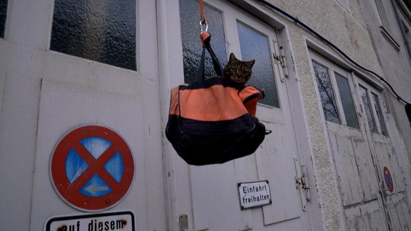 Kater Miso bekommt dank eines "Taschen-Lifts" seinen Freigang | Bild: Bayerischer Rundfunk 2024 Kater Miso bekommt dank eines "Taschen-Lifts" seinen Freigang