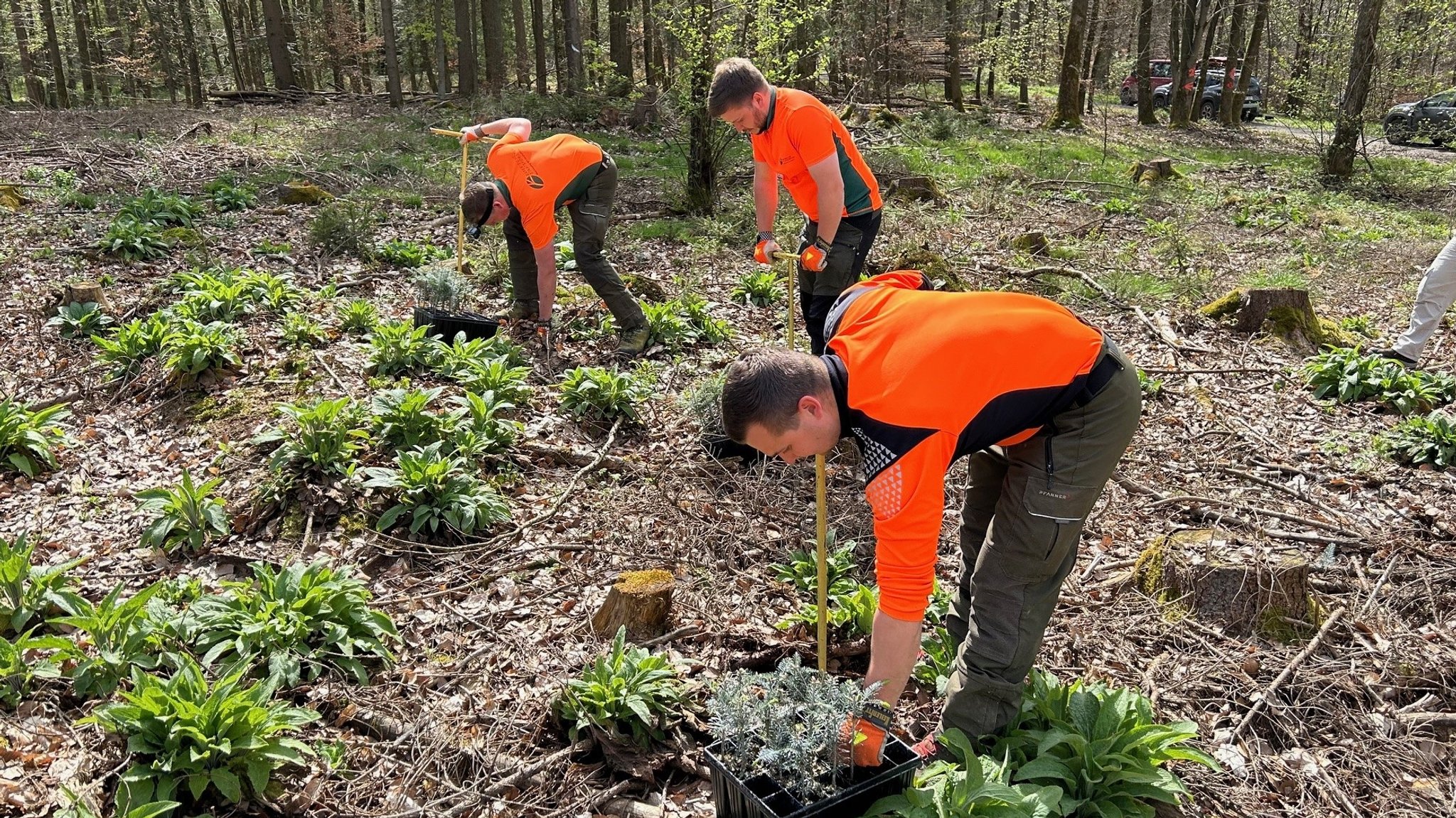 Kleine Weißtannen werden von Waldarbeitern in den trockenen Boden im Forstrevier Hassenberg gepflanzt. | Bild: BR/Andi Ebert Kleine Weißtannen werden von Waldarbeitern in den trockenen Boden im Forstrevier Hassenberg gepflanzt.