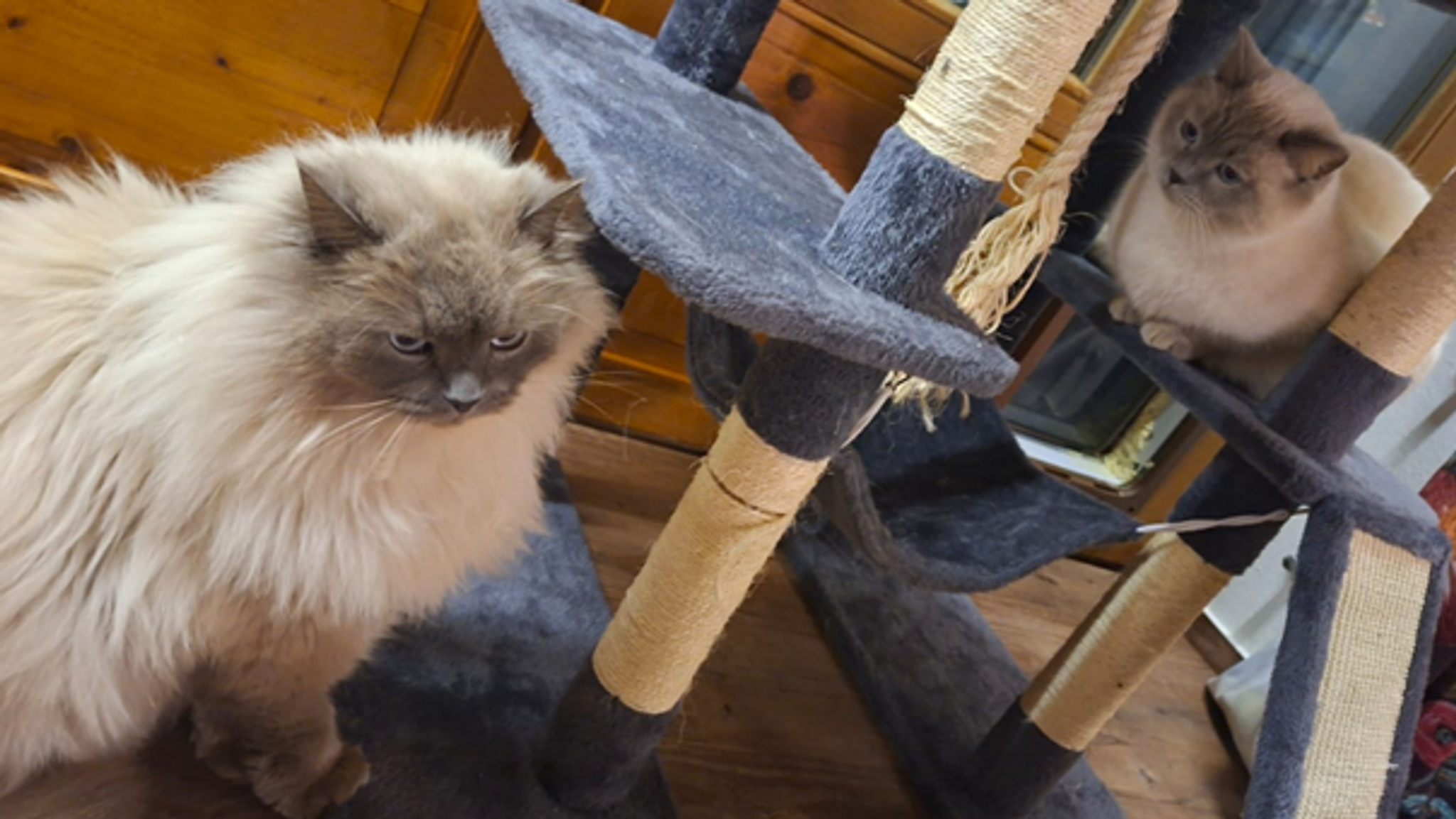 Kater Hubert und Staller nach Diebstahl wieder vereint