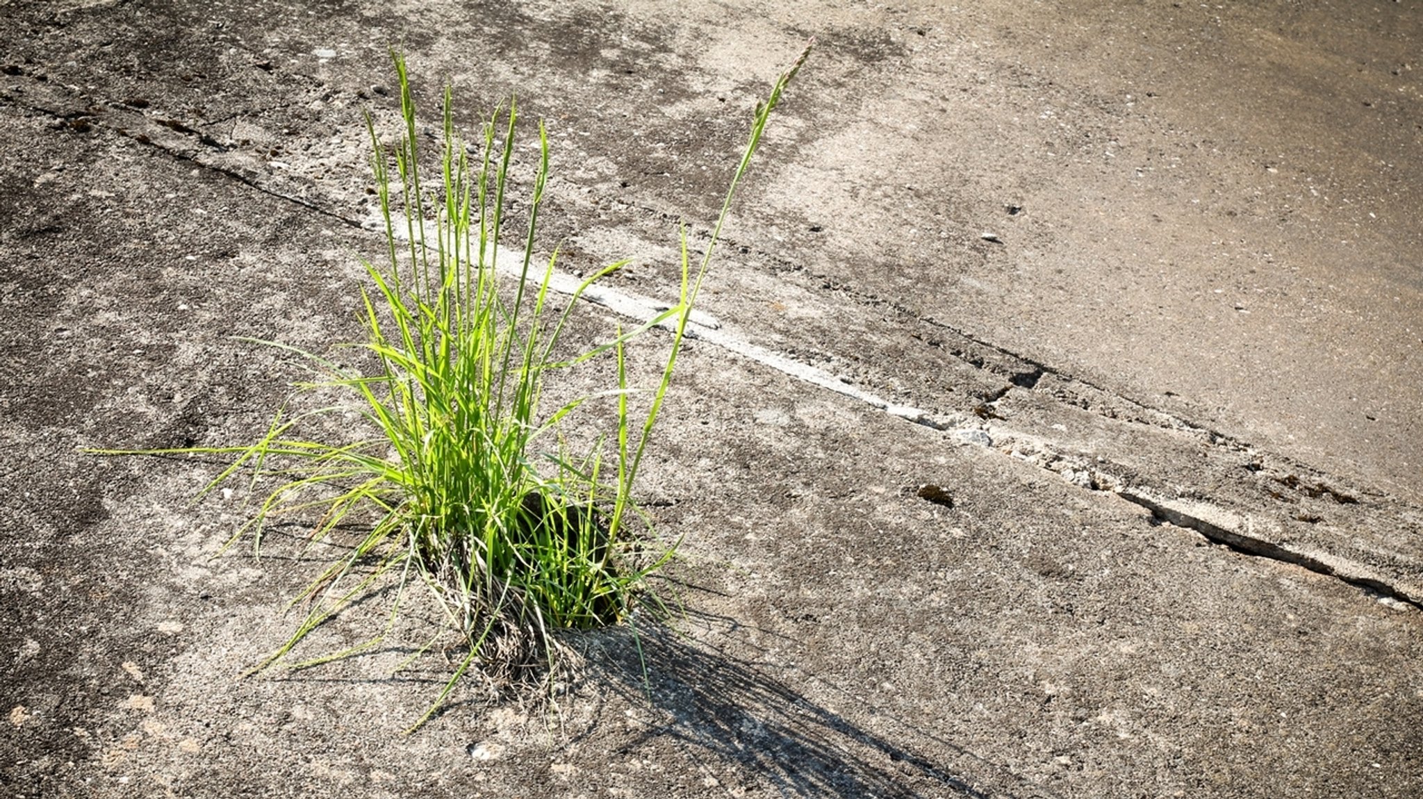 Gras wächst in Beton-Spalte