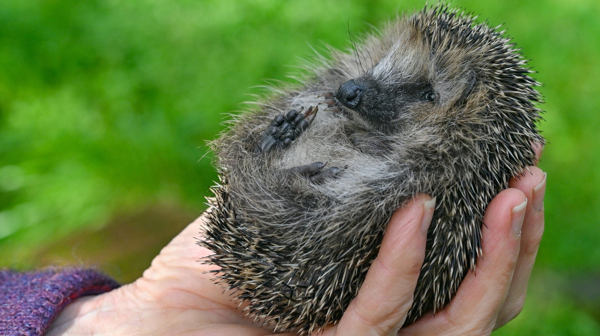 Igel in einer Hand | Bild: dpa-Bildfunk | Patrick Pleul Igel in einer Hand