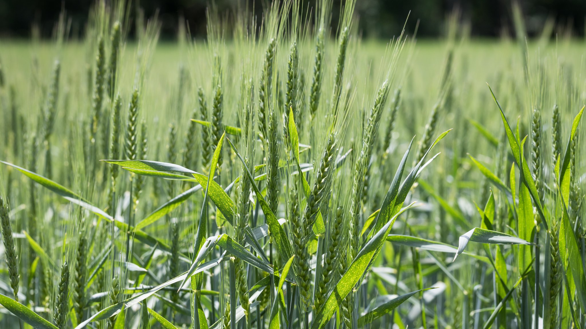 Gewinne in der Landwirtschaft steigen - zu früh für Euphorie?