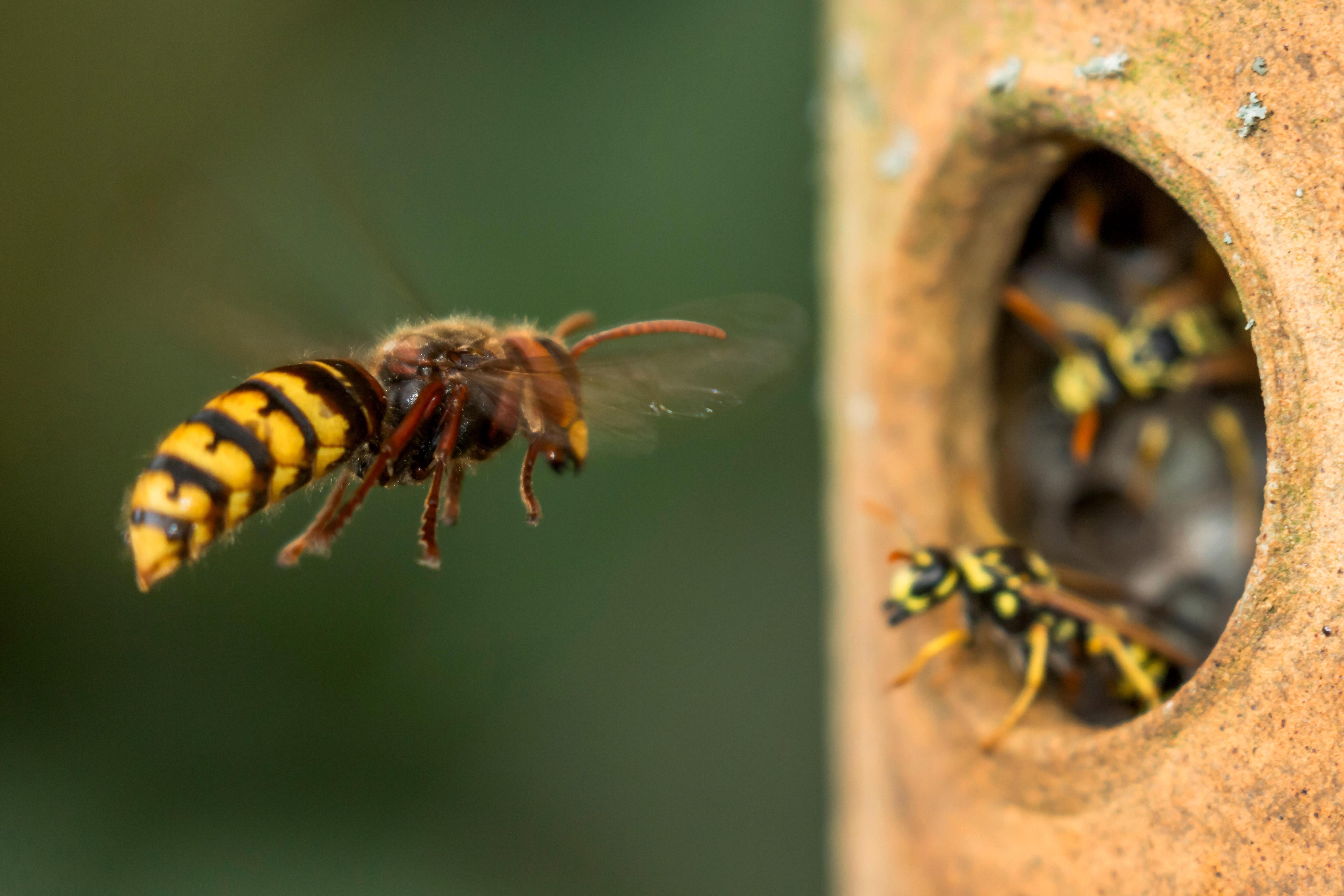 Hornisse greift einen Nestplatz von Feldwespen an.