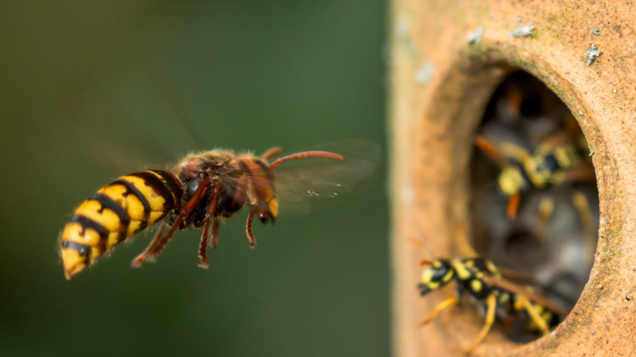 Wie im Ringkampf: So wehren Hummeln invasive Hornissen ab