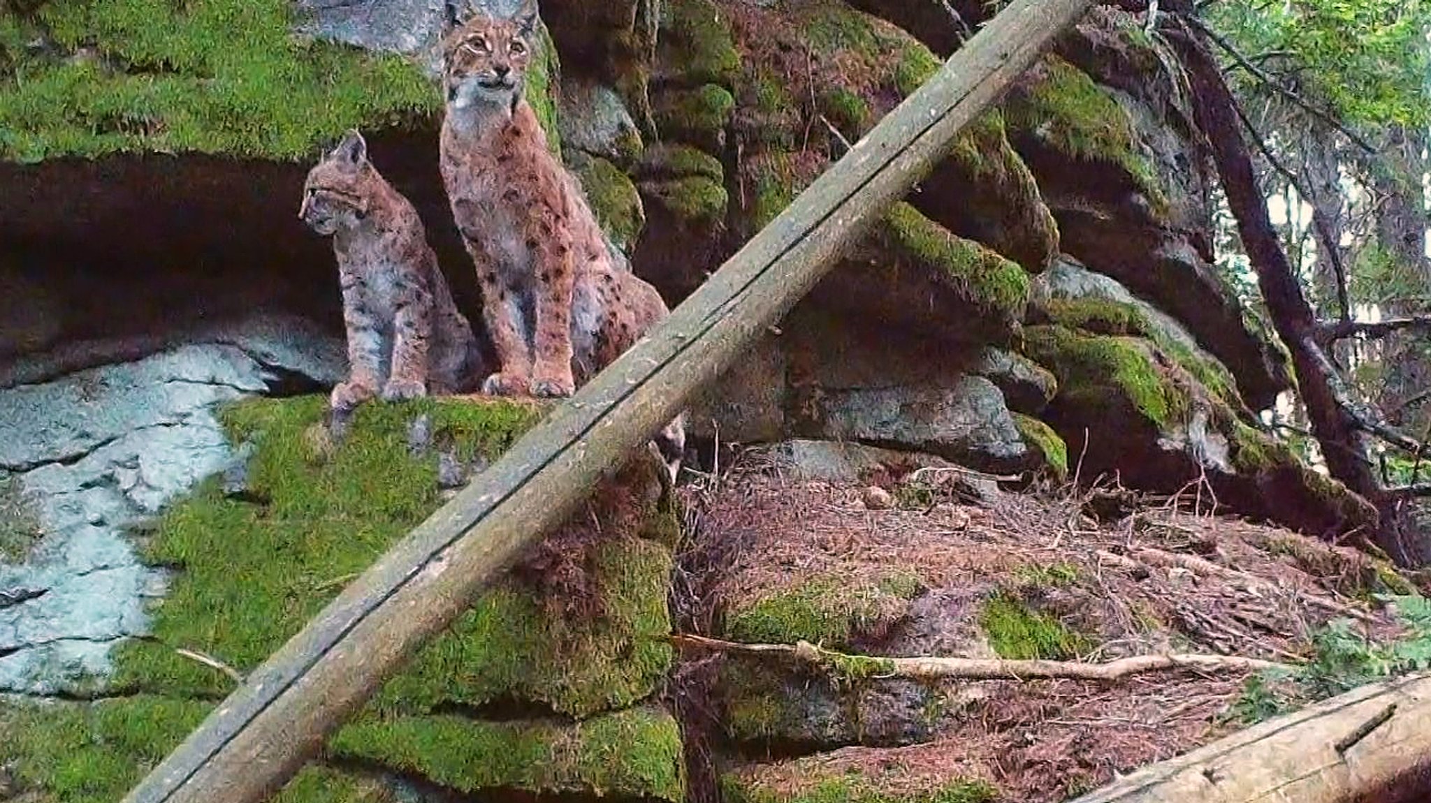 Luchsnachwuchs im Steinwald