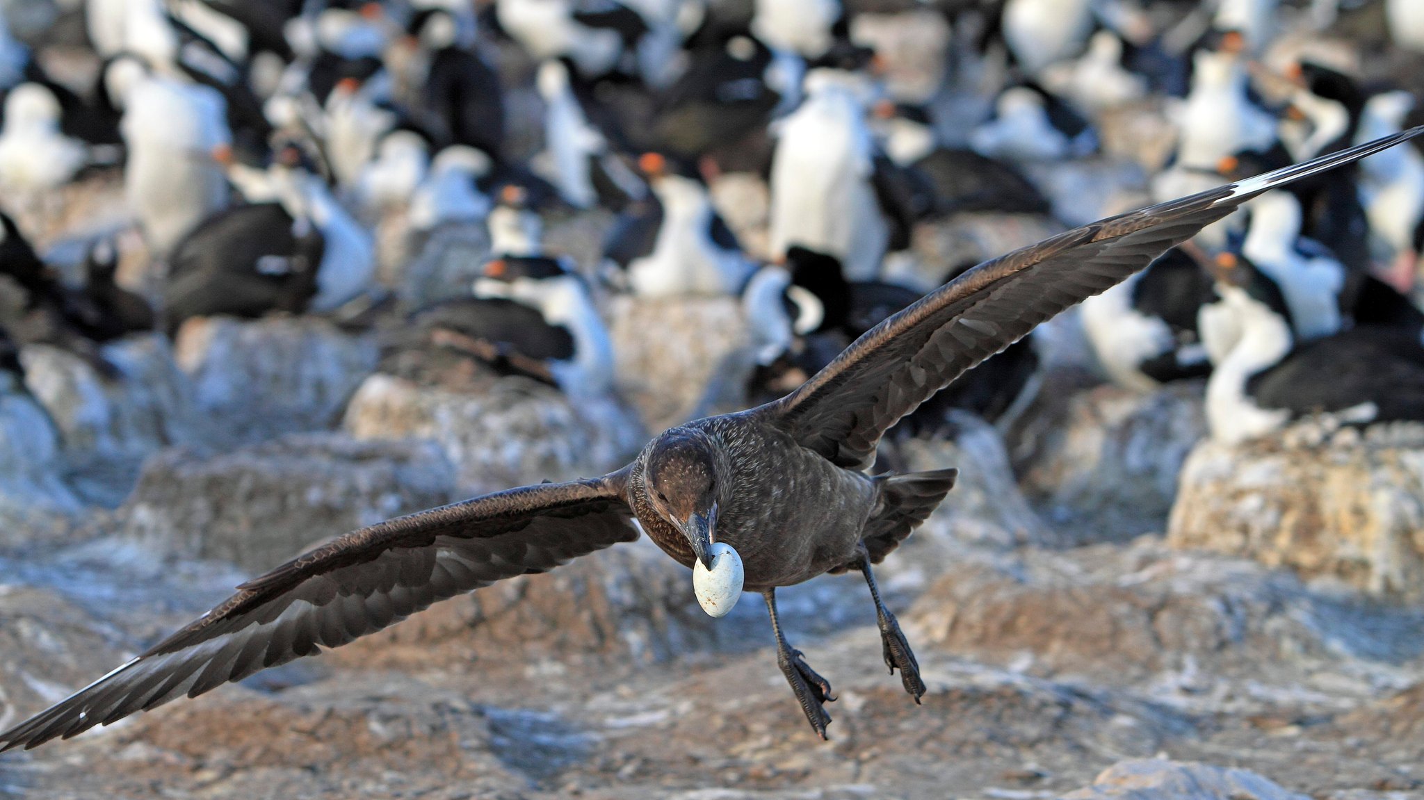 Brauner Skua, Antarktis-Skua (Stercorarius antarctica, Catharacta antarctica loennbergi) im Flug mit einem Ei im Schnabel.