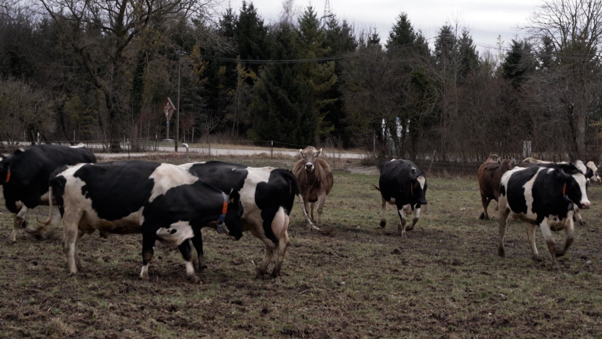 Immer mehr Bauern wollen auf Bio umsteigen