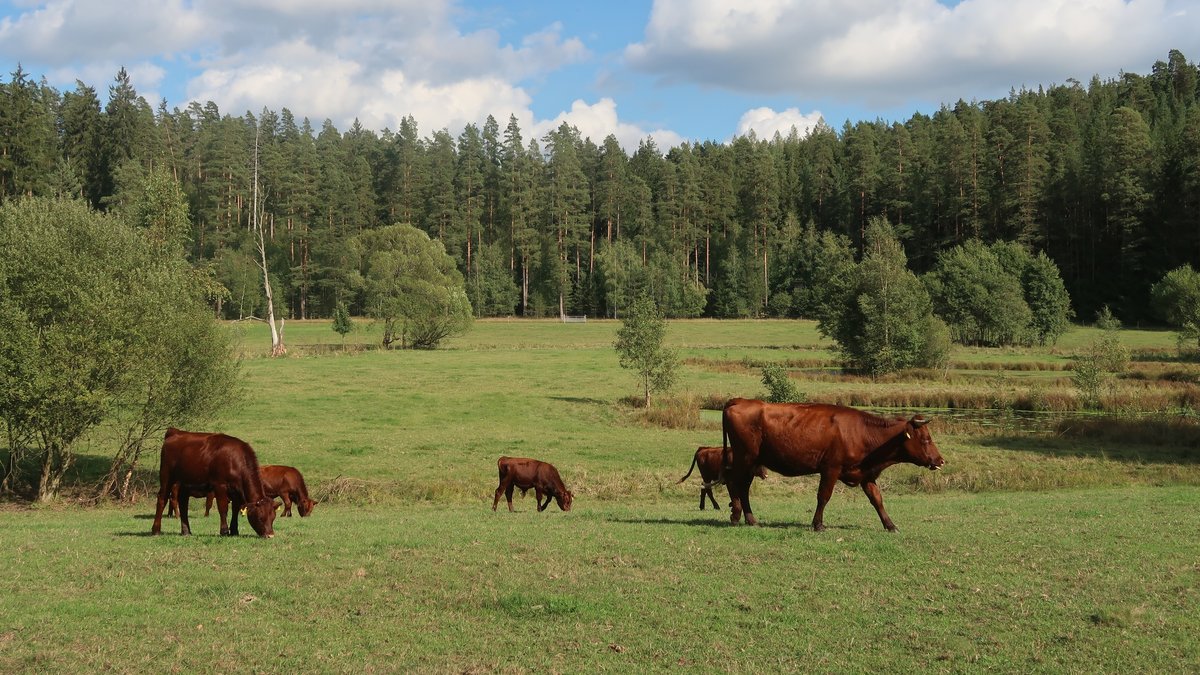 Mehrere rotbrauen Rinder grasen auf einer grünen Wiese, im Hintergrund ist ein Wald zu sehen. 
