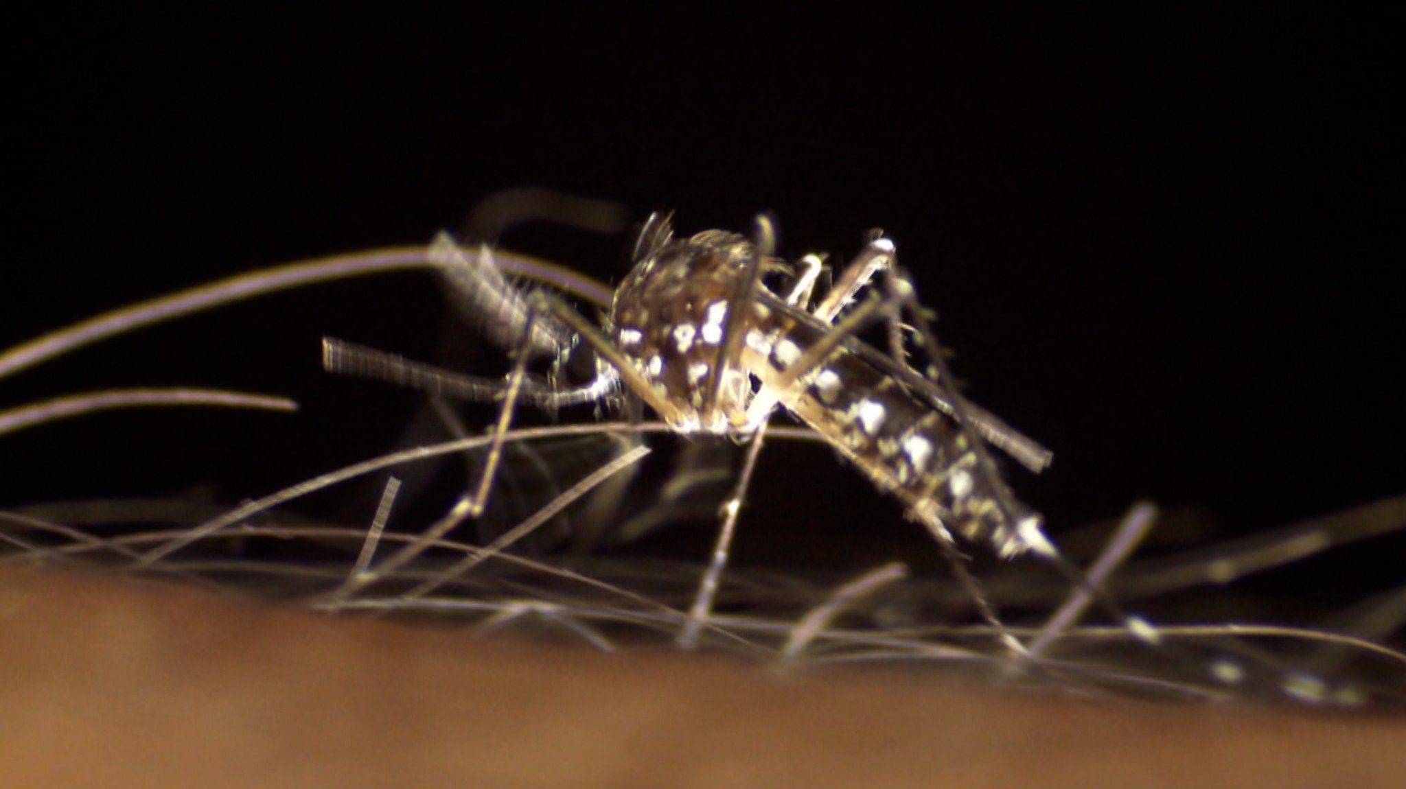 Wahrscheinlich war es eine Mücke, eingeschleppt durch ein Flugzeug. Und jetzt ist in Frankfurt am Main der dritte Mensch an Malaria gestorben. | Bild: Bayerischer Rundfunk 2026 Wahrscheinlich war es eine Mücke, eingeschleppt durch ein Flugzeug. Und jetzt ist in Frankfurt am Main der dritte Mensch an Malaria gestorben.