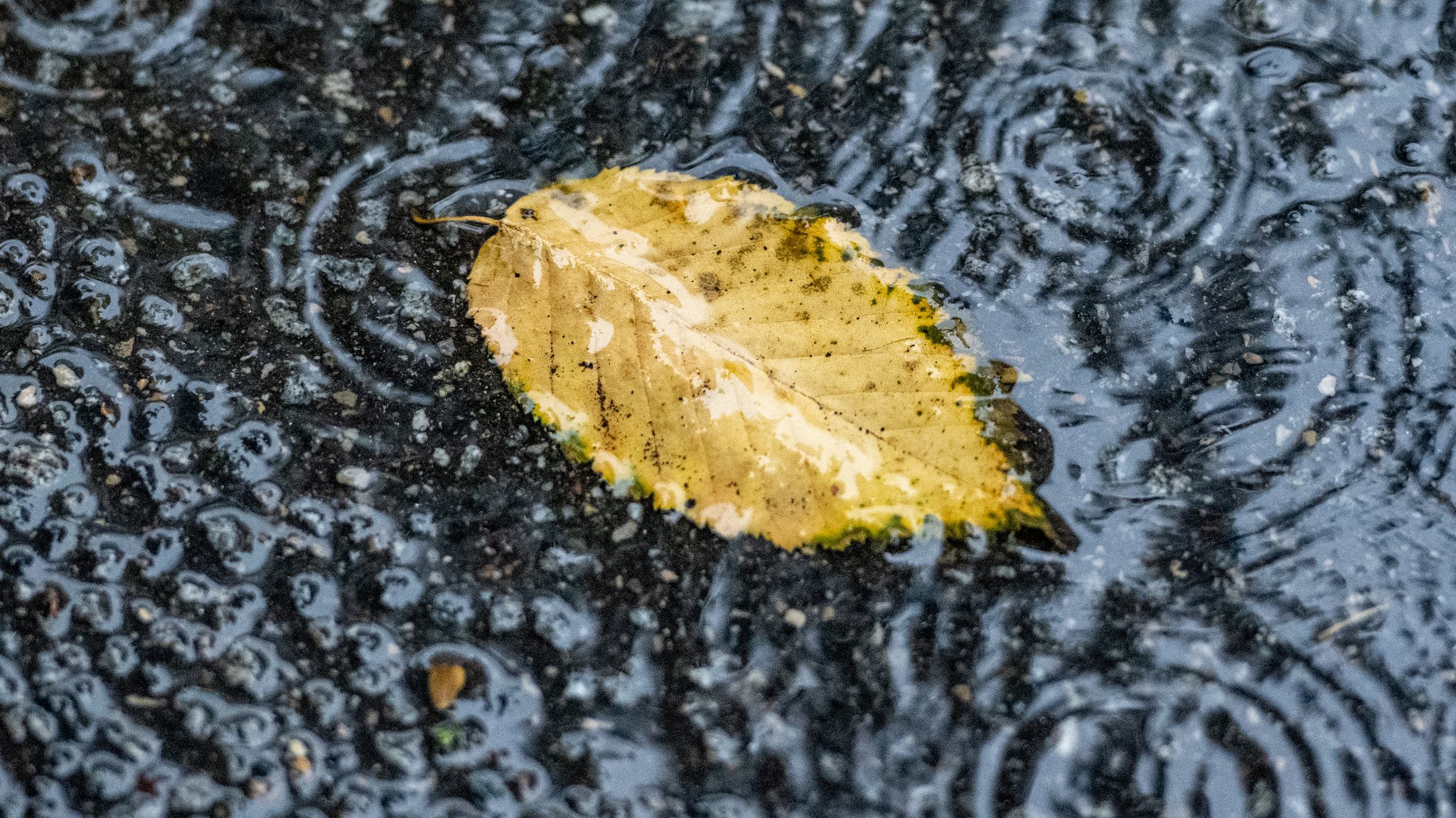 Laubblatt im Regen (Symbolbild)