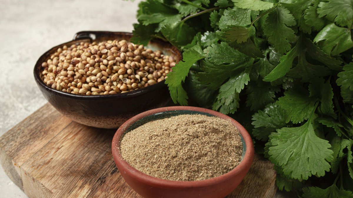 Ein Strauß frischer Koriander, Koriandersamen und Pulverschalen, Nahaufnahme, Draufsicht, keine Personen, Essen und Getränke