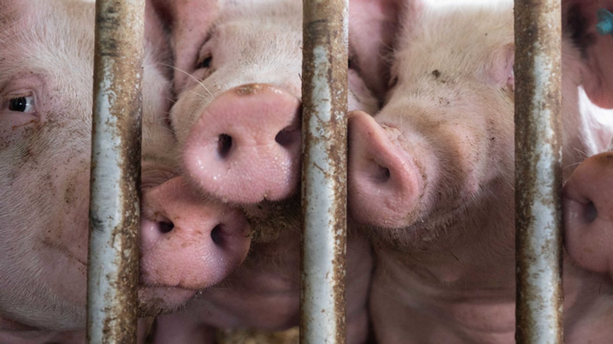Schweine im Stall drücken ihre Schnauzen gegen Gitterstäbe (Symbolbild)