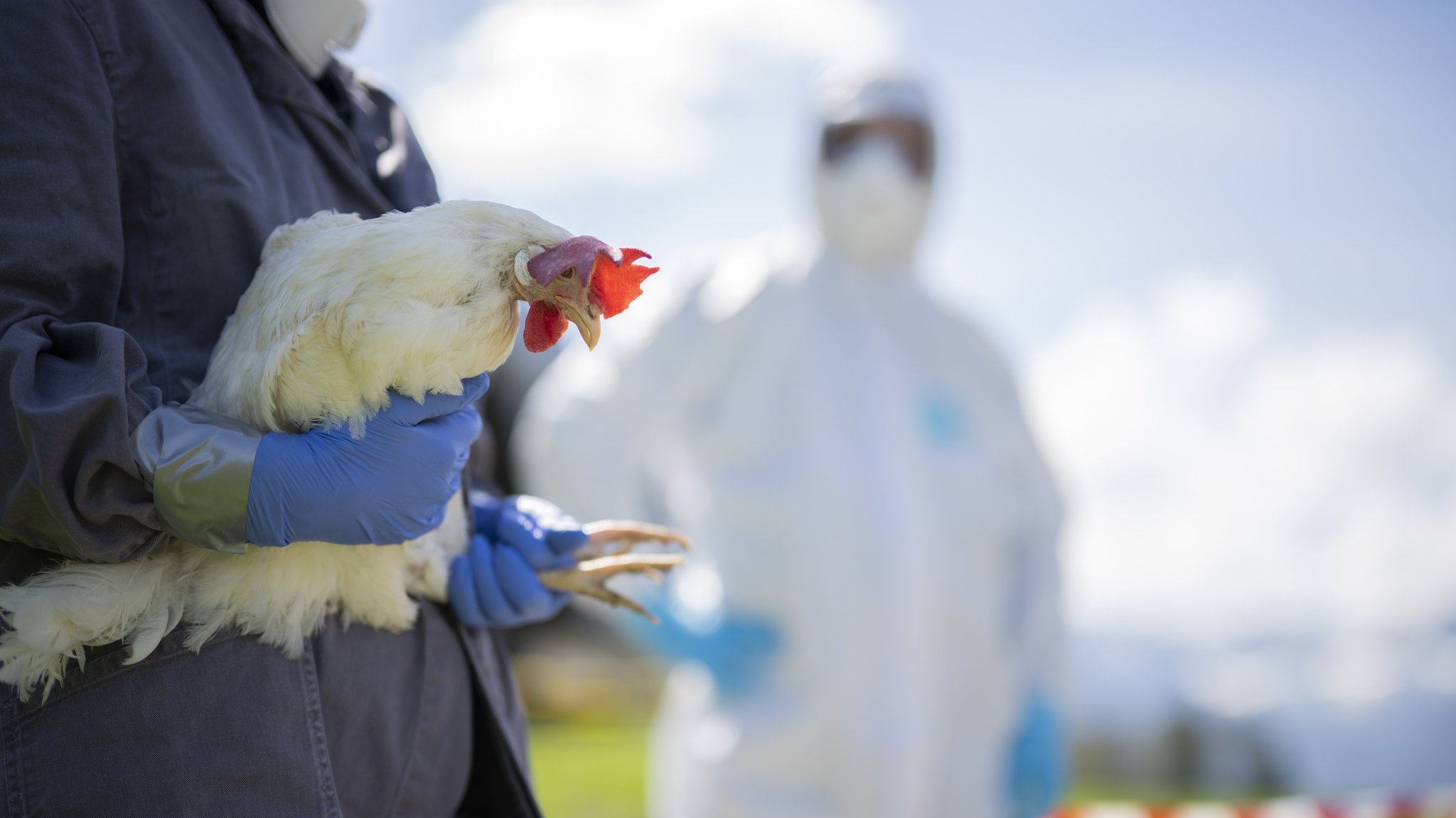 Ein Mann mit Schutzanzug hält ein Huhn in der Hand. 