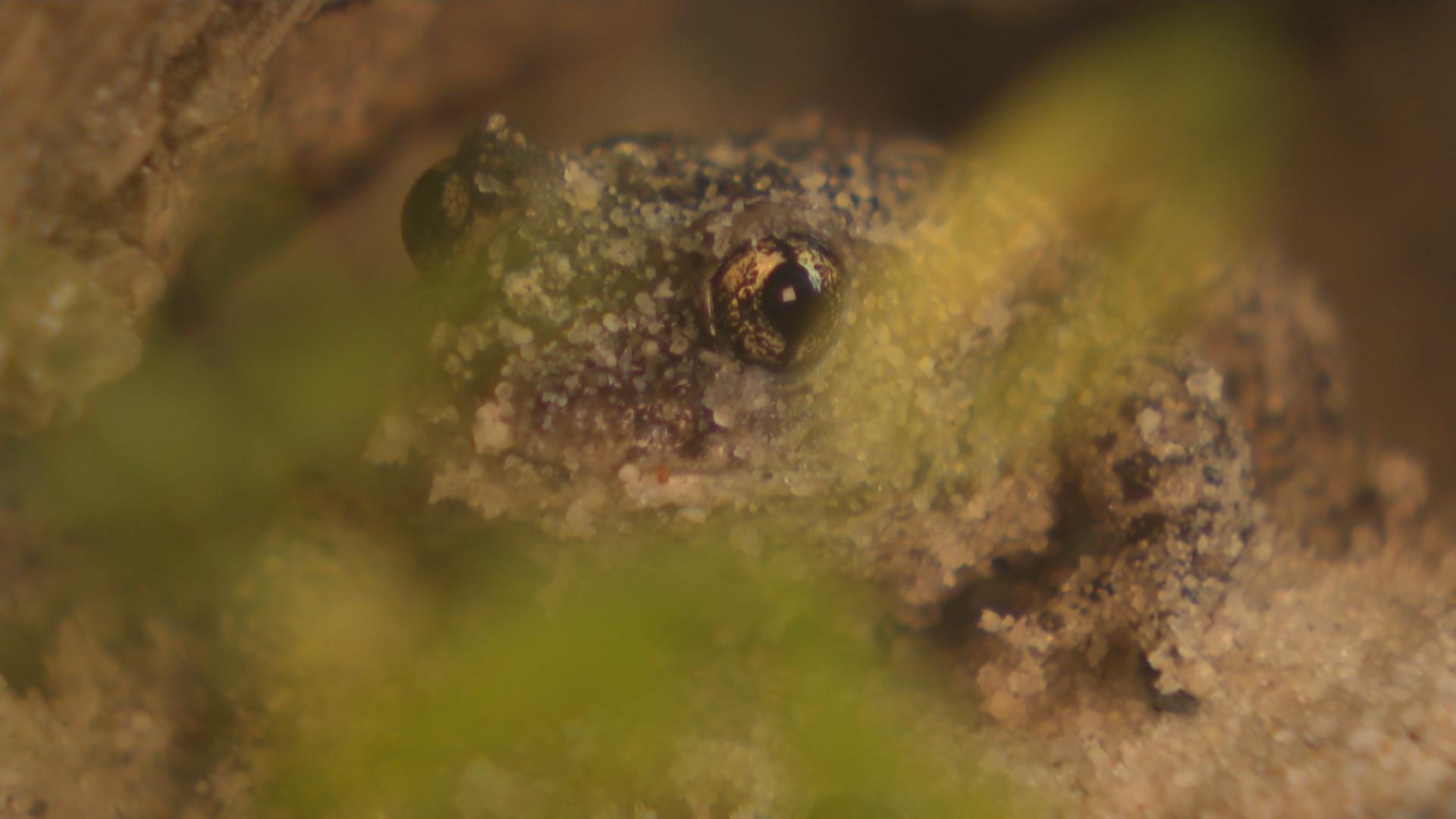Geburtshelferkröte Frieder sitzt in seinem Terrarium. 