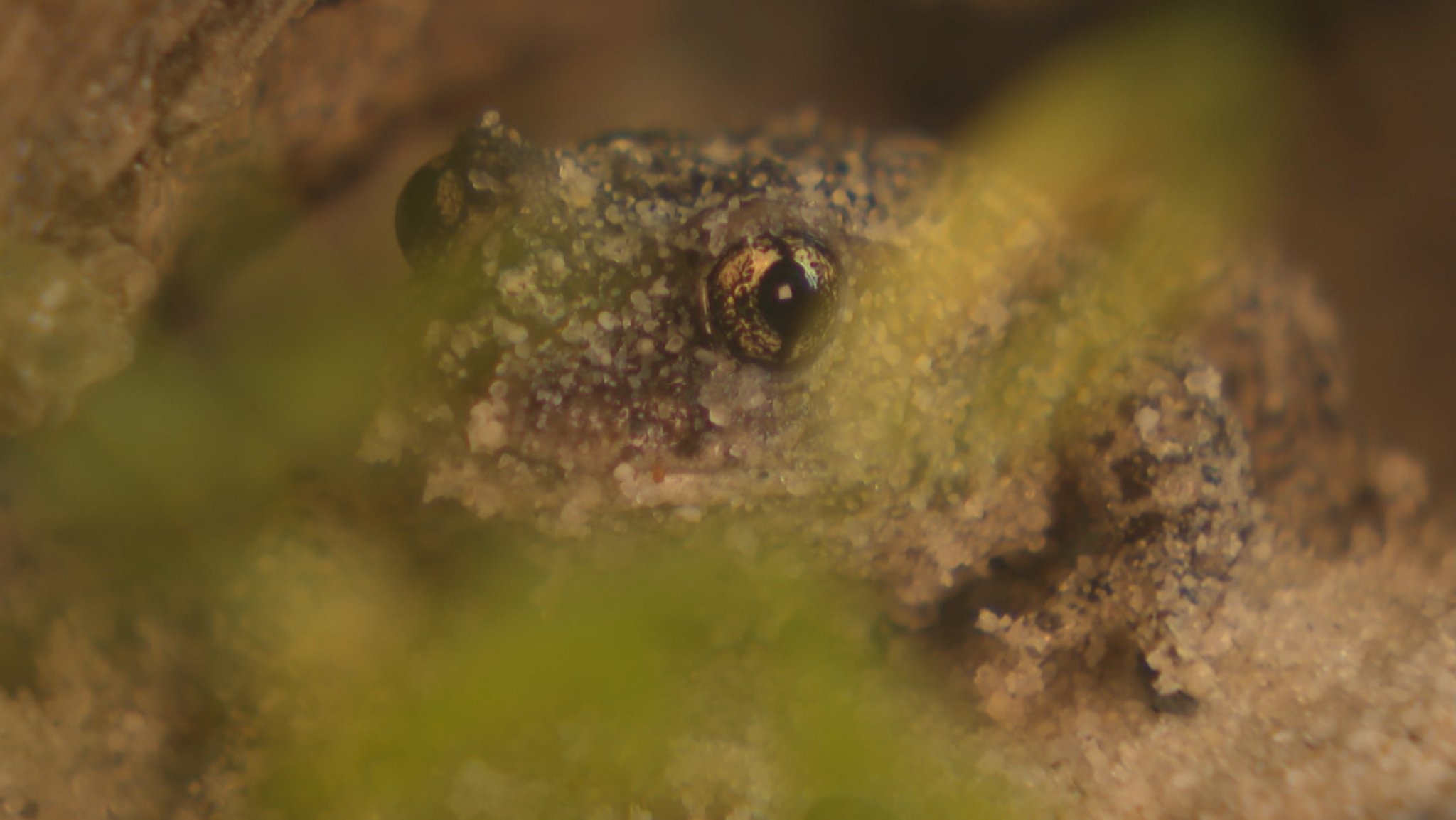 Geburtshelferkröte Frieder sitzt in seinem Terrarium. 