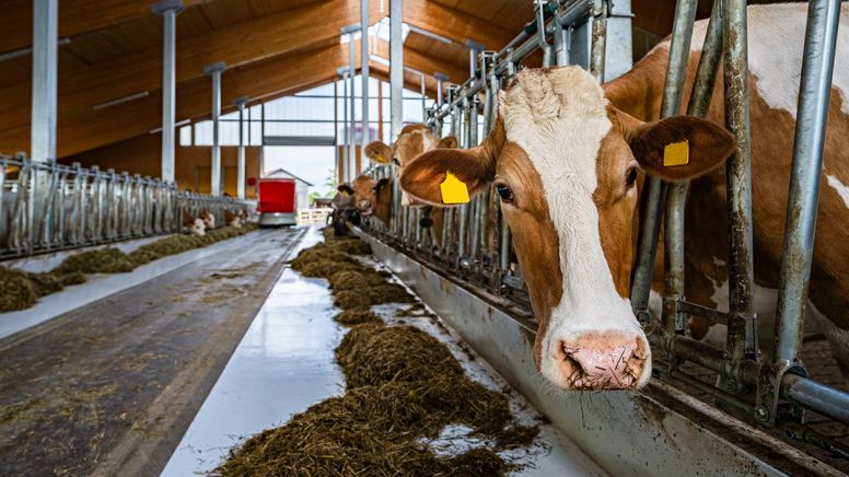 Die Großhändler tun mehr fürs Tierwohl. Ab Oktober profitieren vor allem Rinder davon. | Bild:pa/Countrypixel/FRP