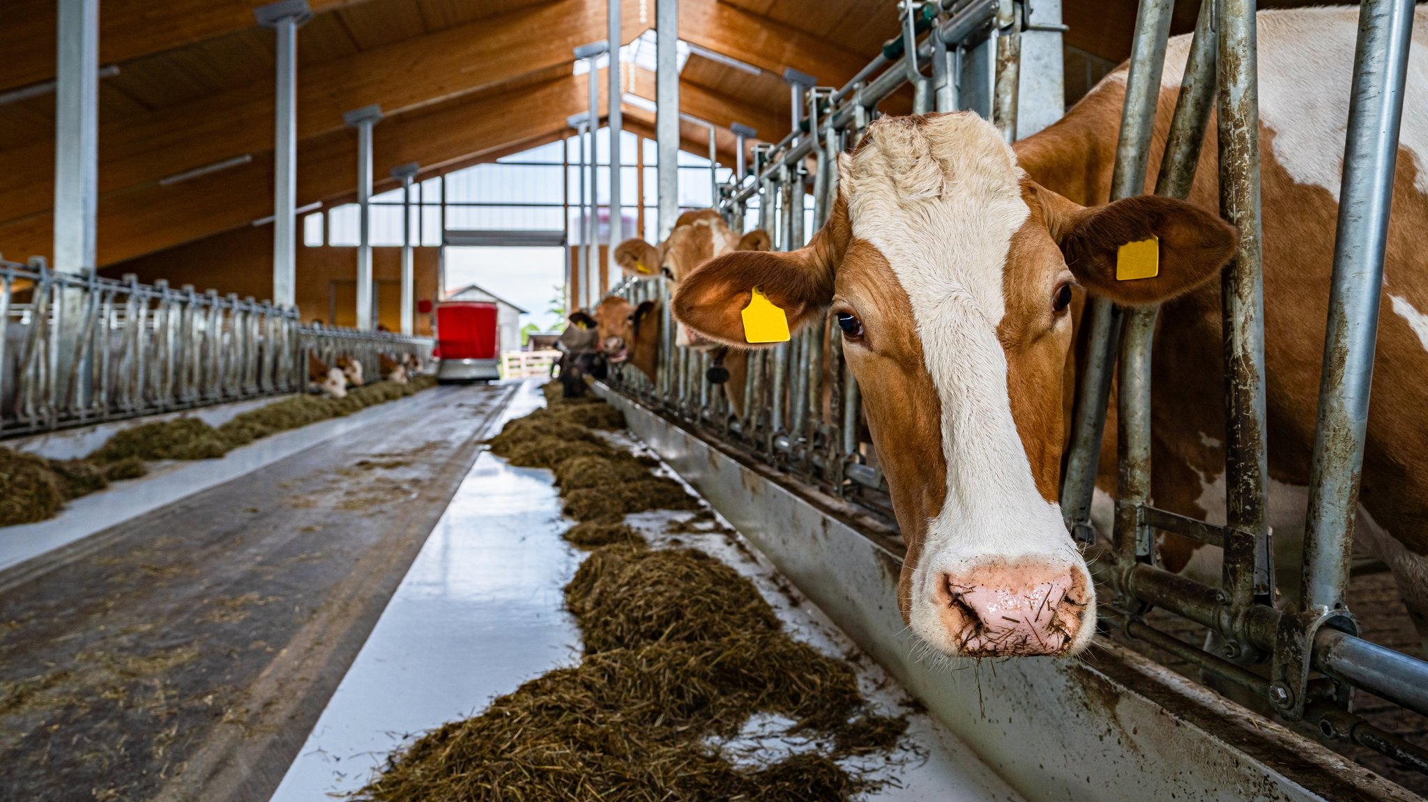 Die Großhändler tun mehr fürs Tierwohl. Ab Oktober profitieren vor allem Rinder davon.