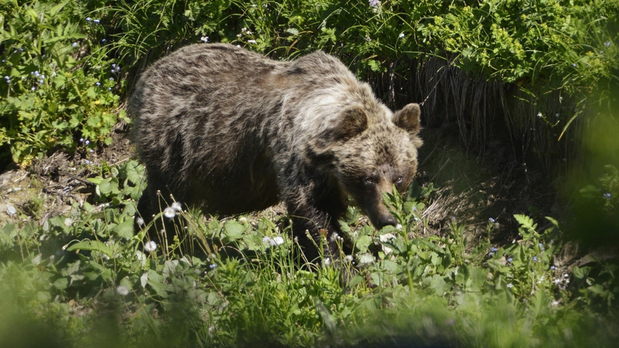 Braunbär in der Slowakei 