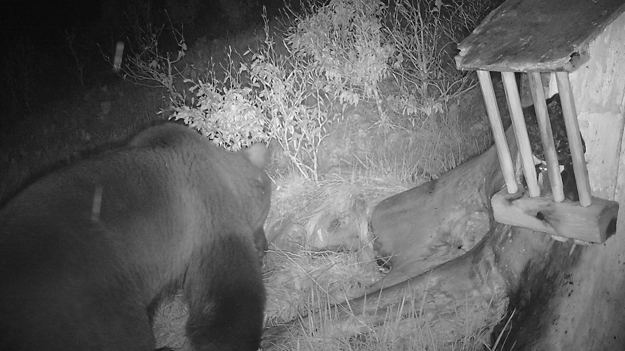  Wildkamera-Aufnahme eines Braunbären im Berchtesgadener Land vom 8. Mai 2023